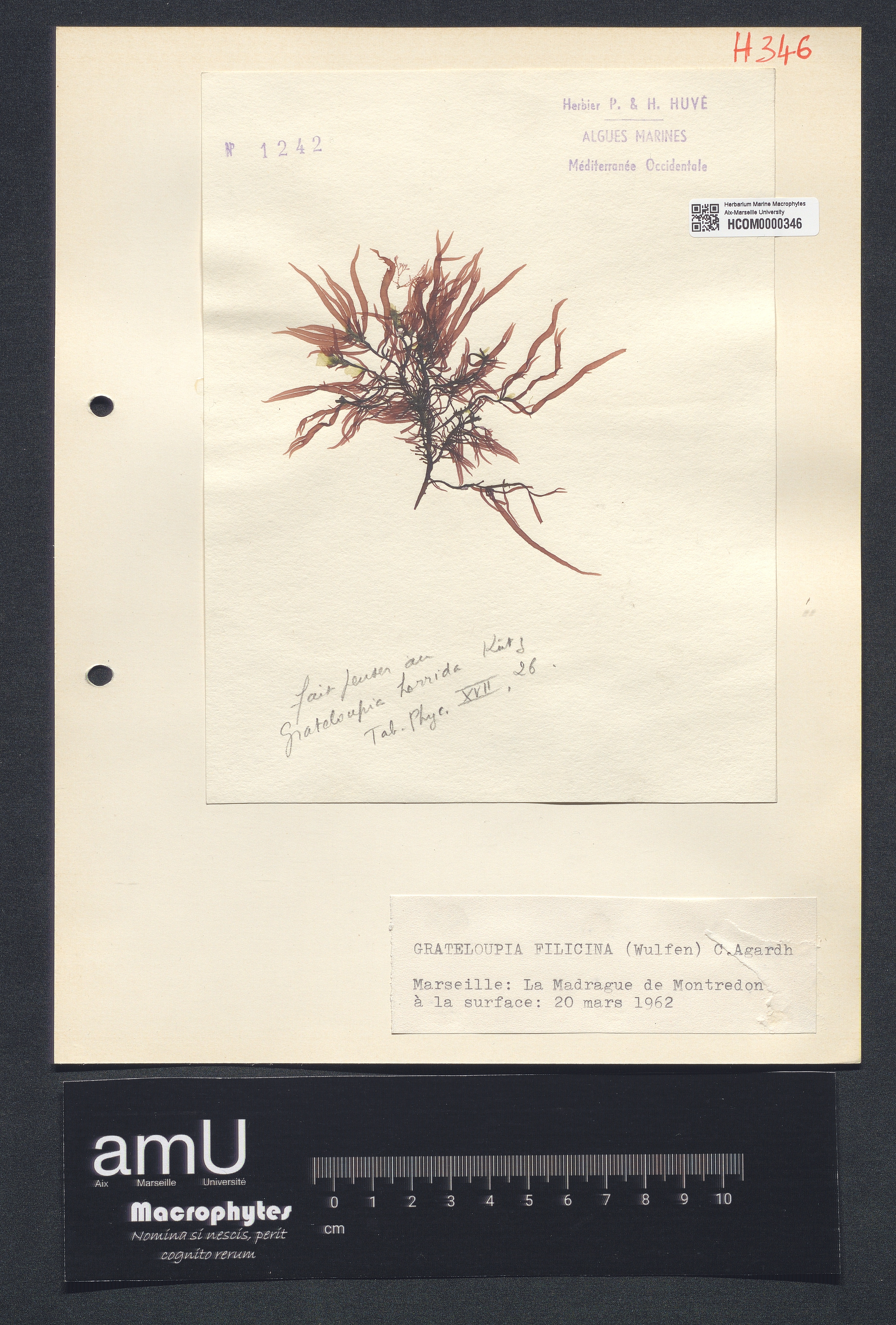 Grateloupia filicina specimen