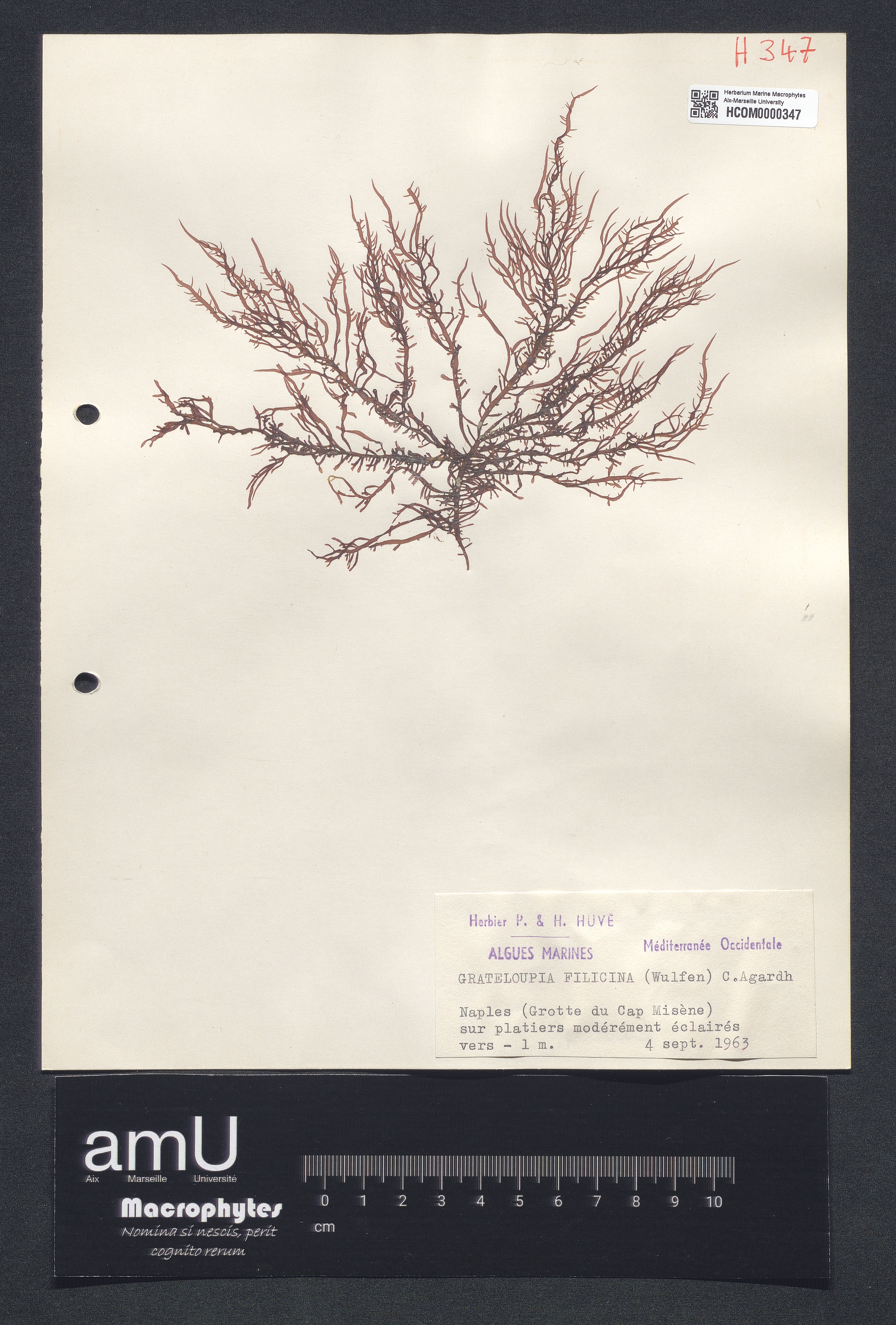 Grateloupia filicina specimen