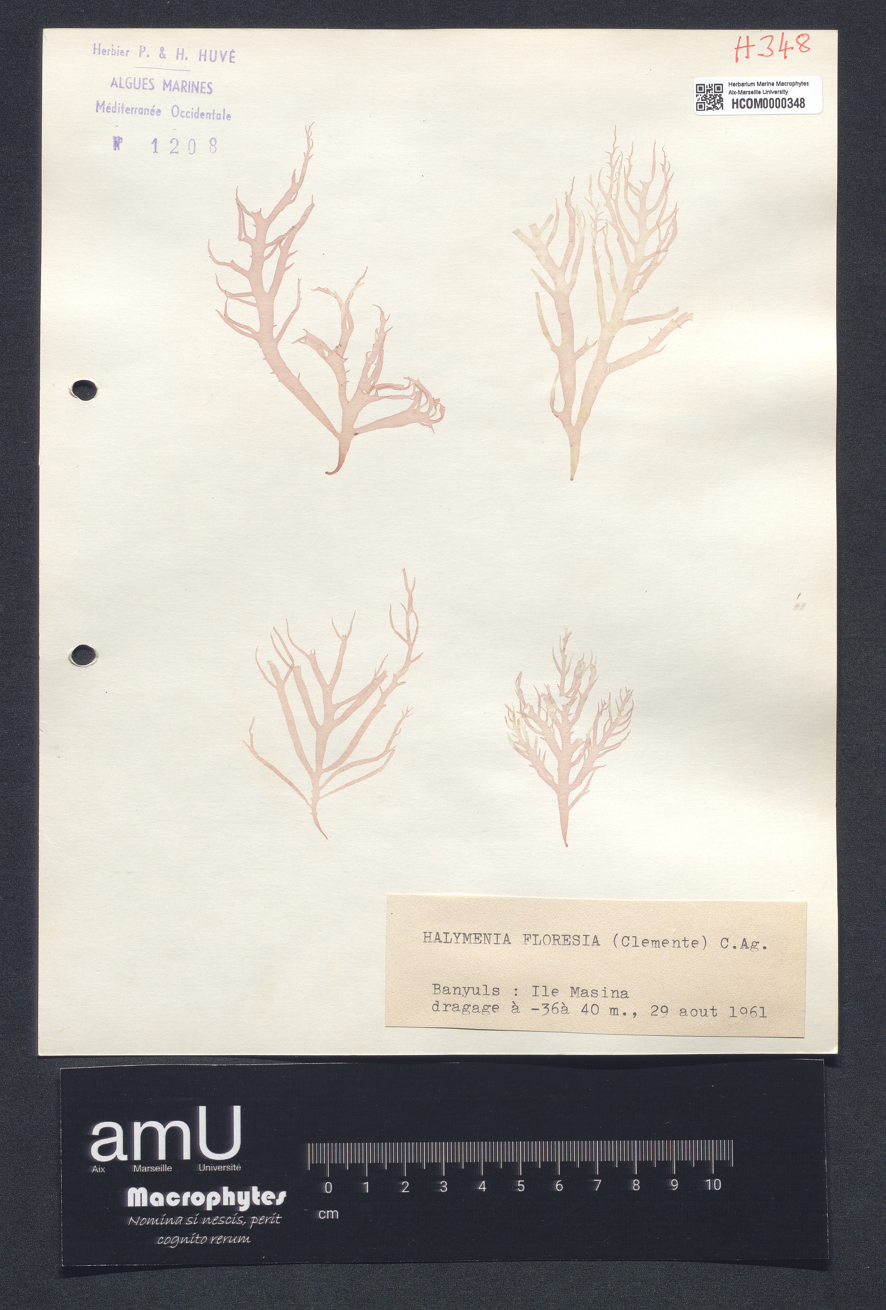 Halymenia floresia specimen
