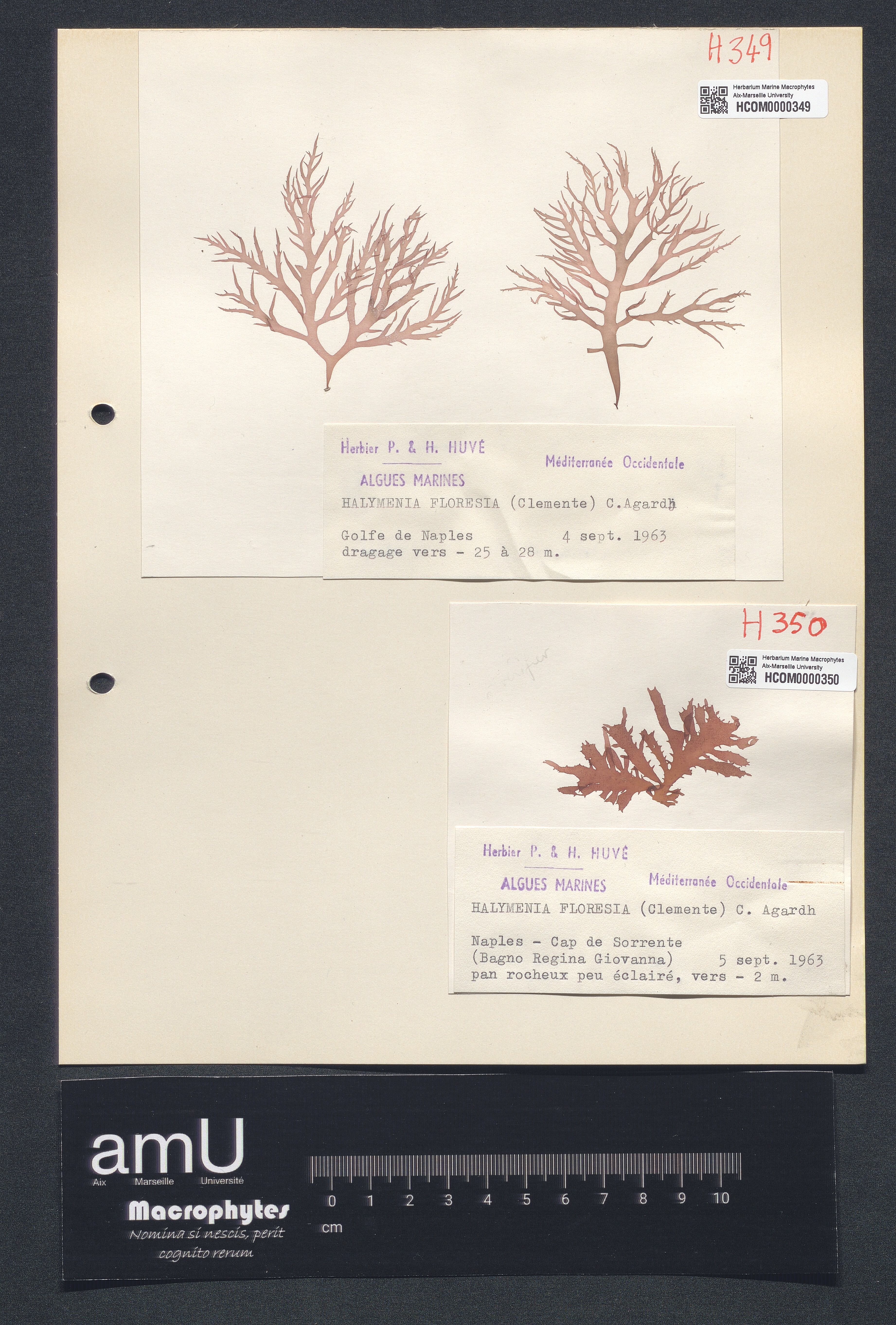 Halymenia floresia specimen