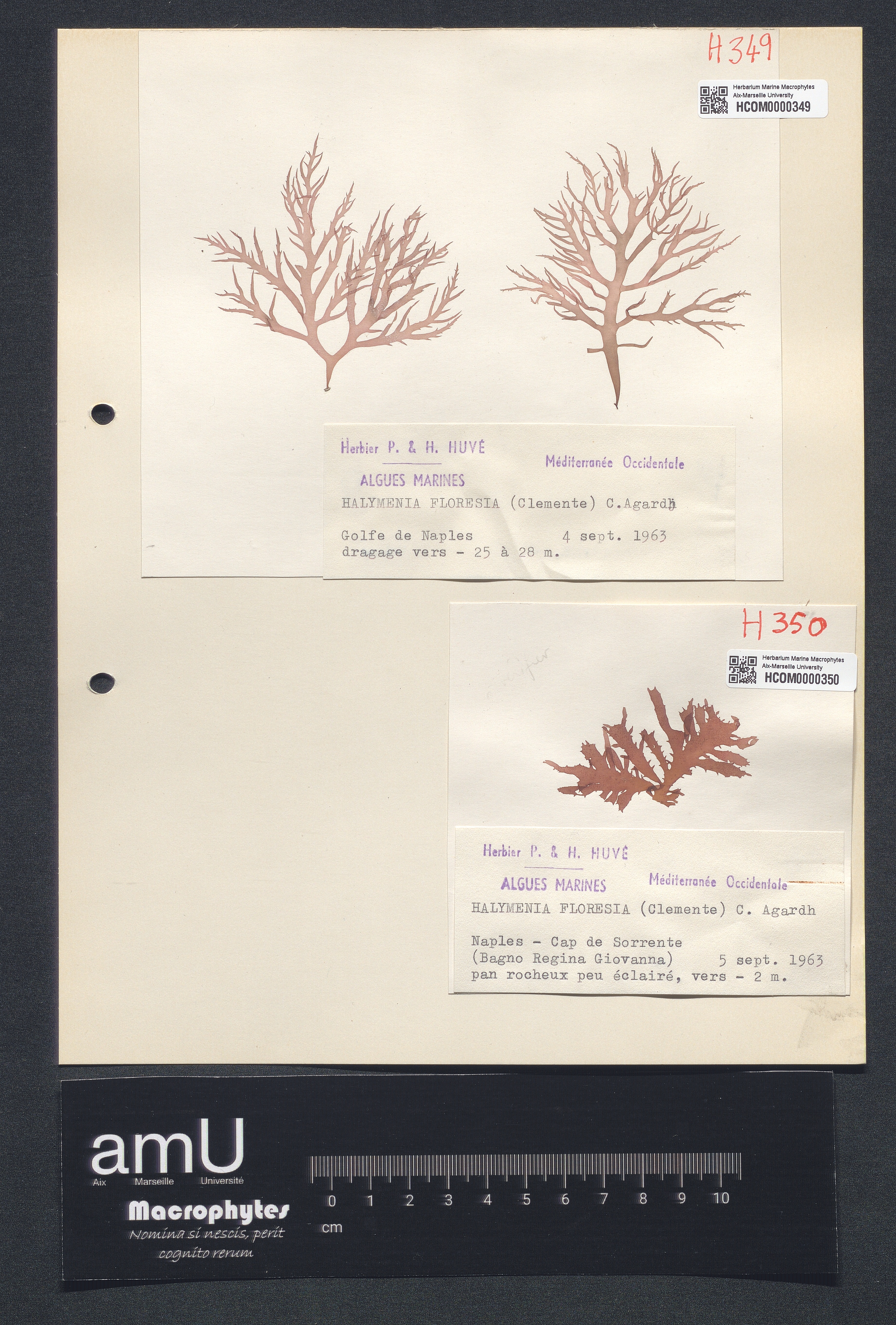 Halymenia floresia specimen