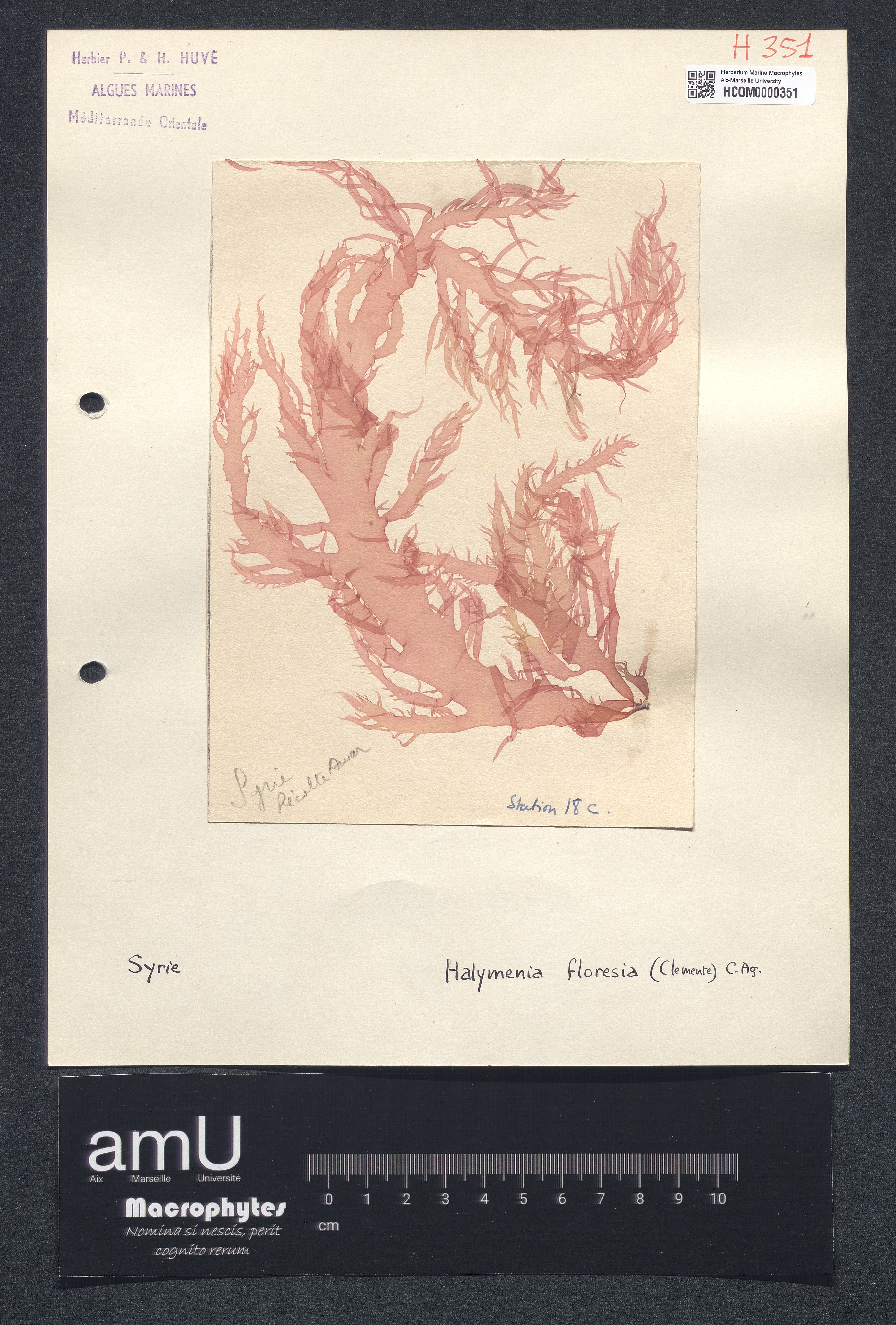 Halymenia floresia specimen