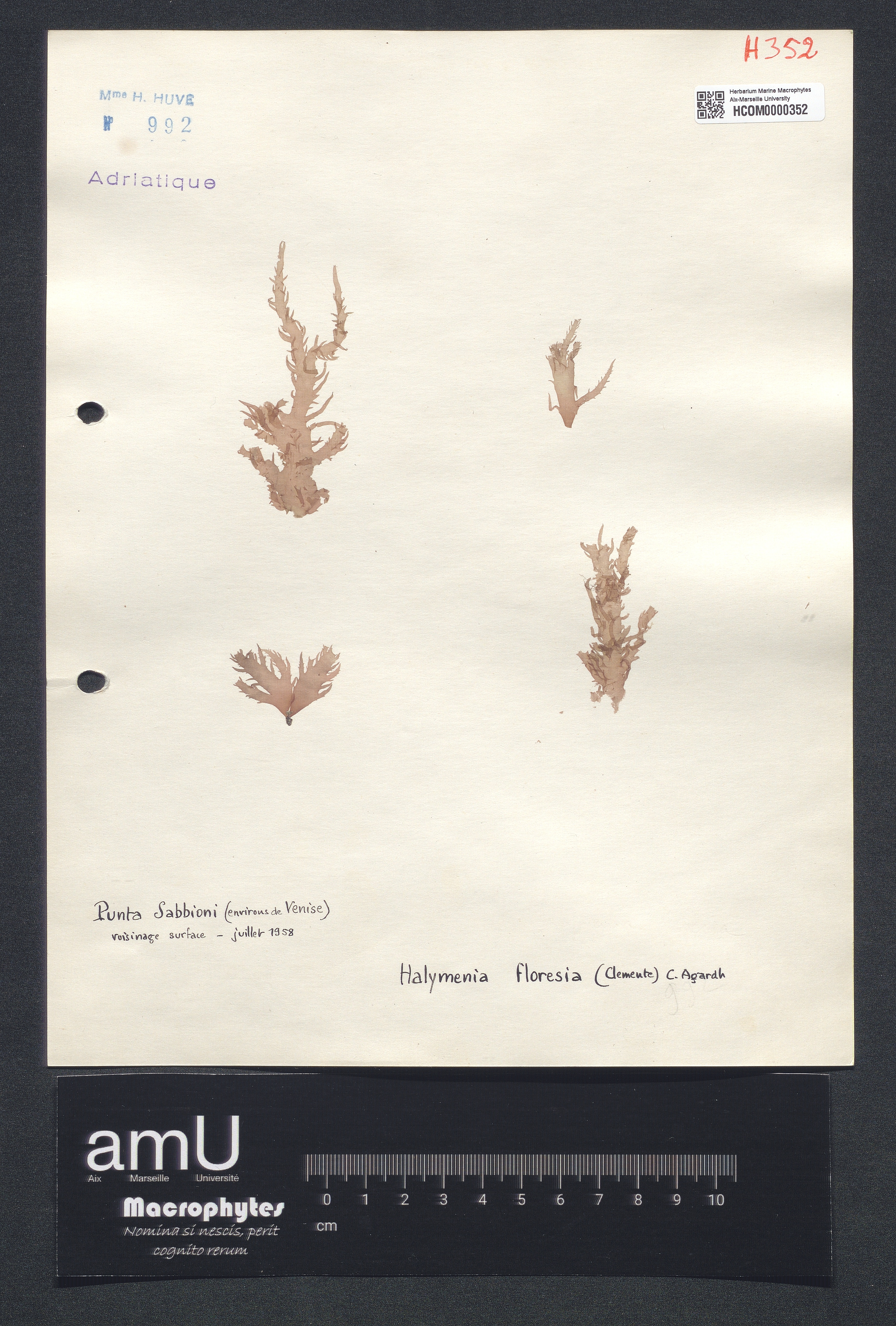Halymenia floresia specimen