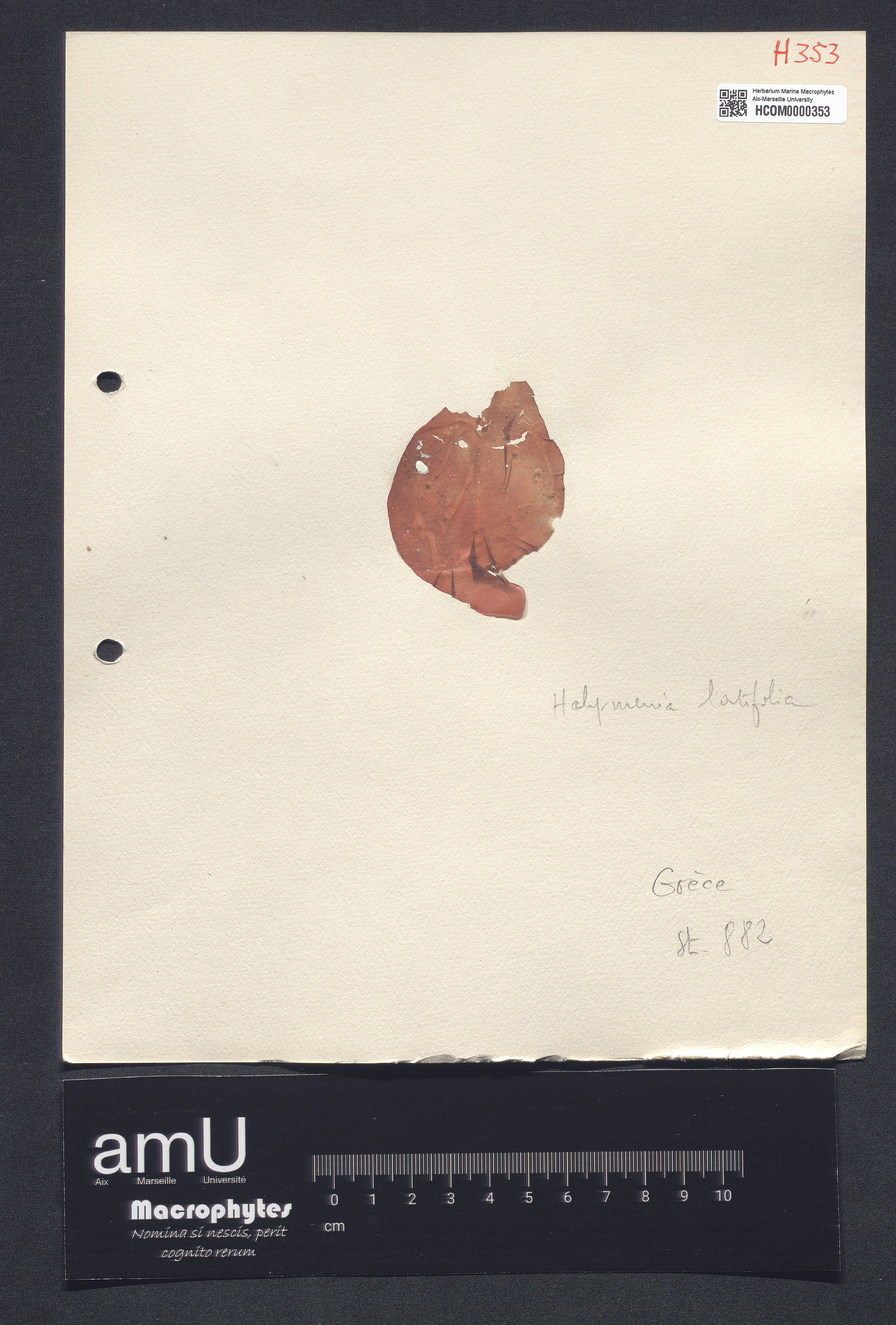 Halymenia latifolia specimen