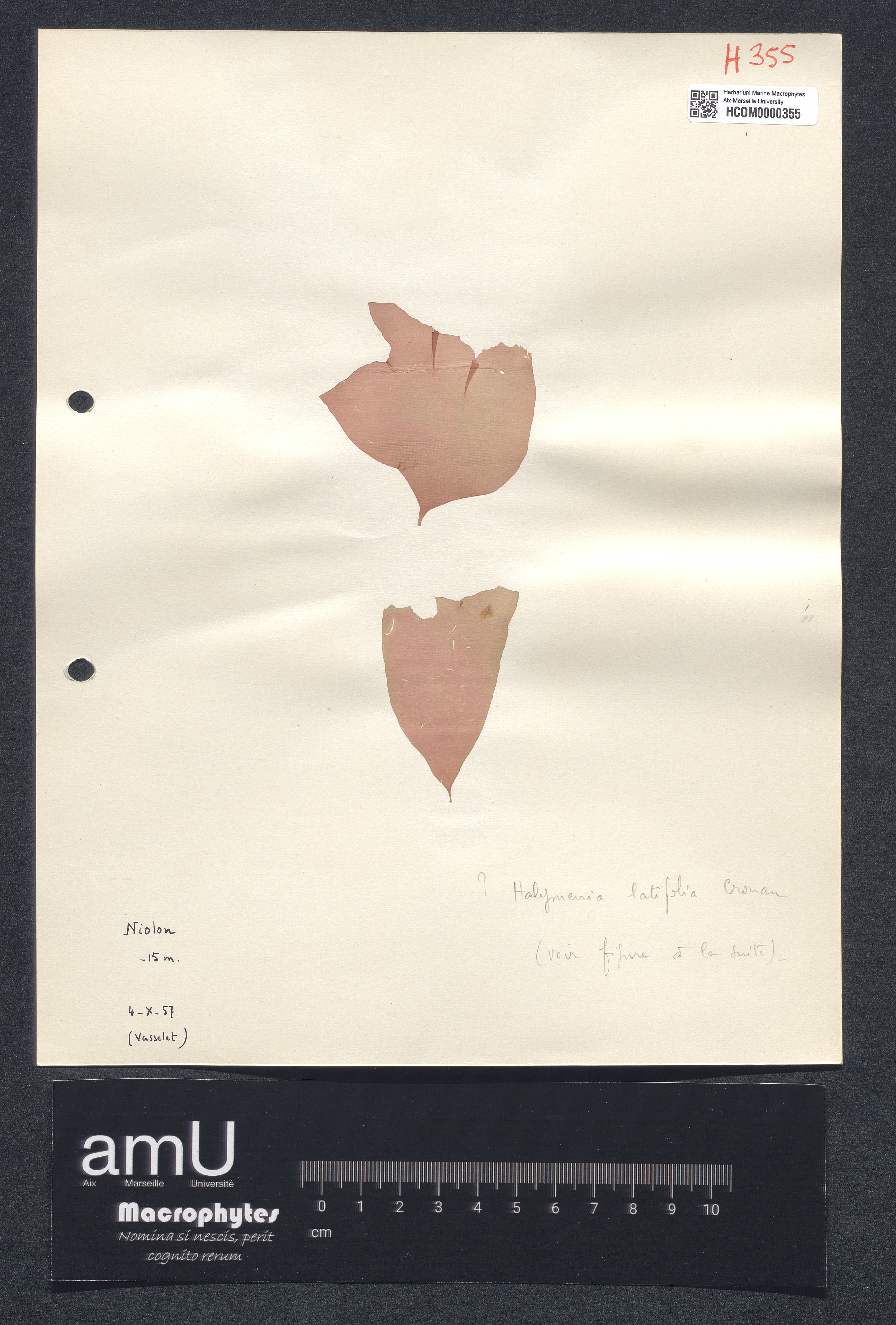 Halymenia latifolia specimen