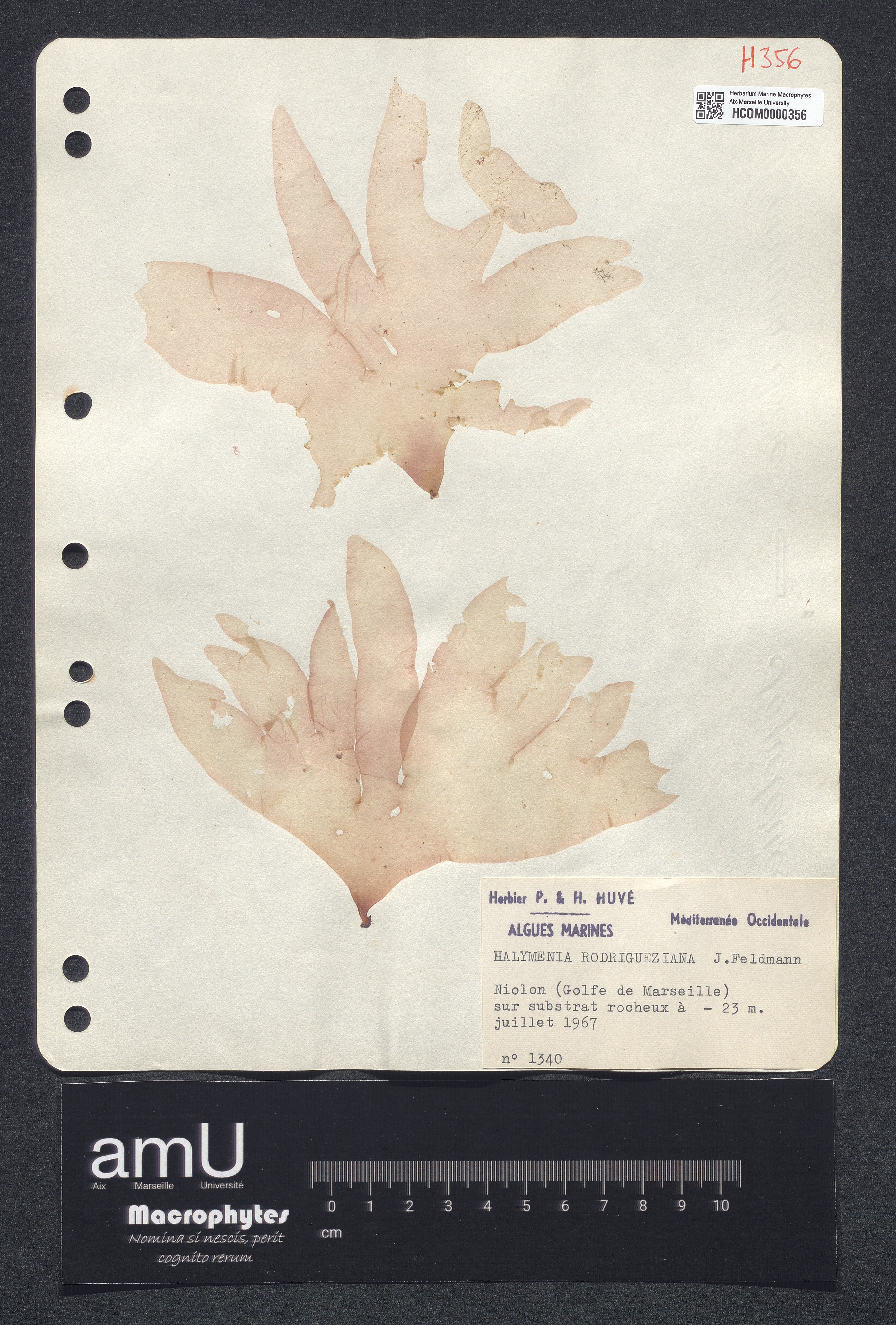 Halymenia rodrigueziana specimen