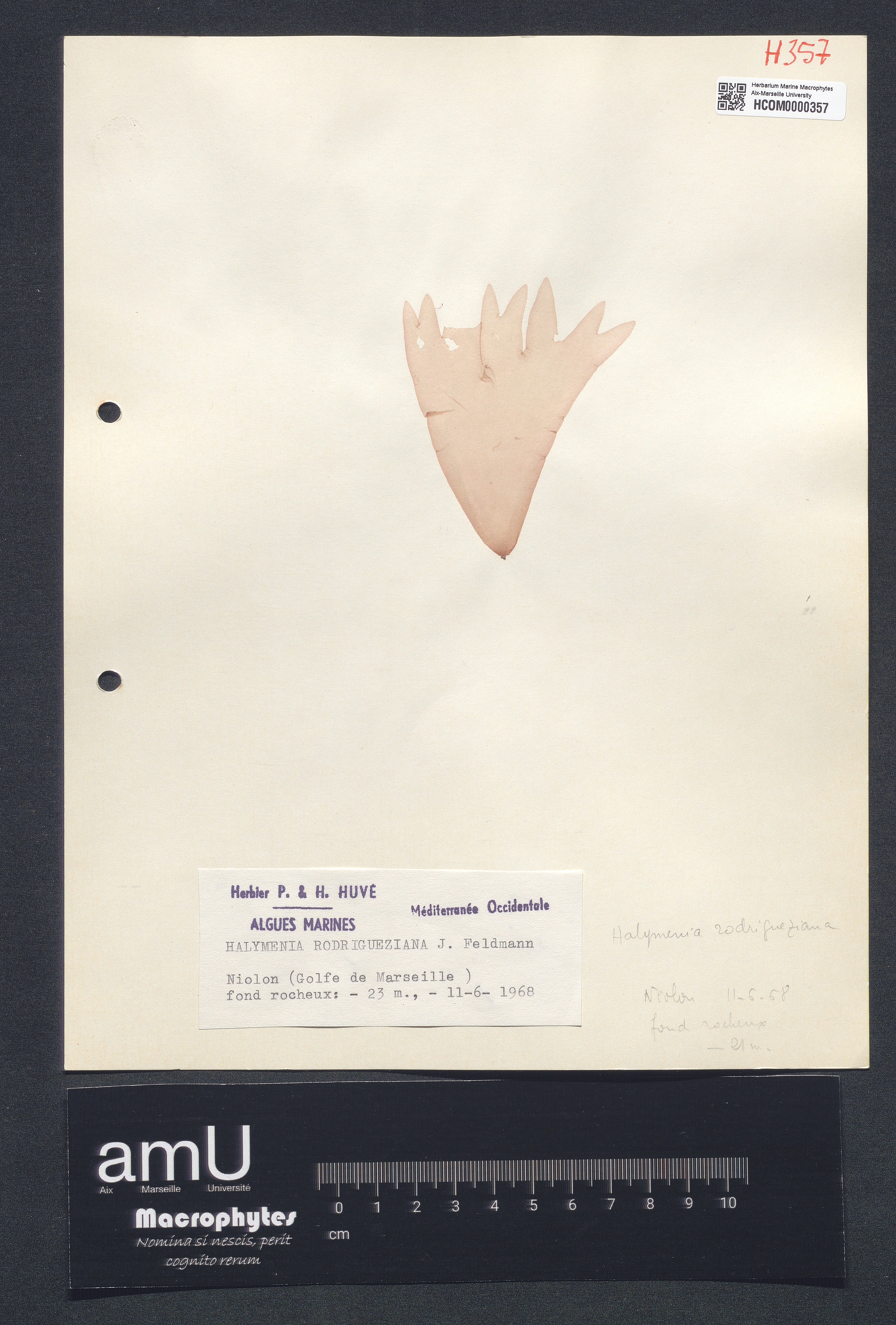 Halymenia rodrigueziana specimen