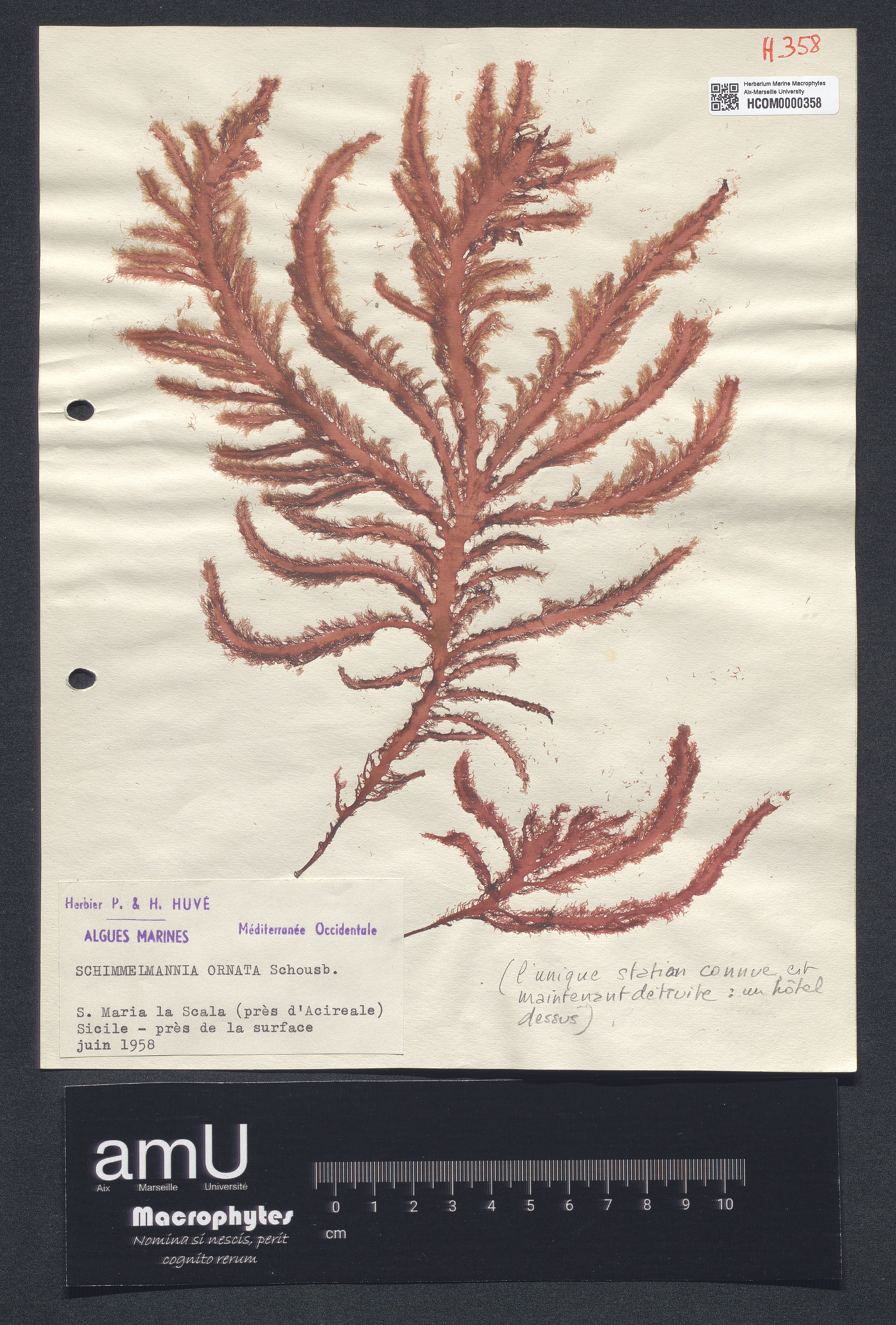 Schimmelmannia ornata specimen