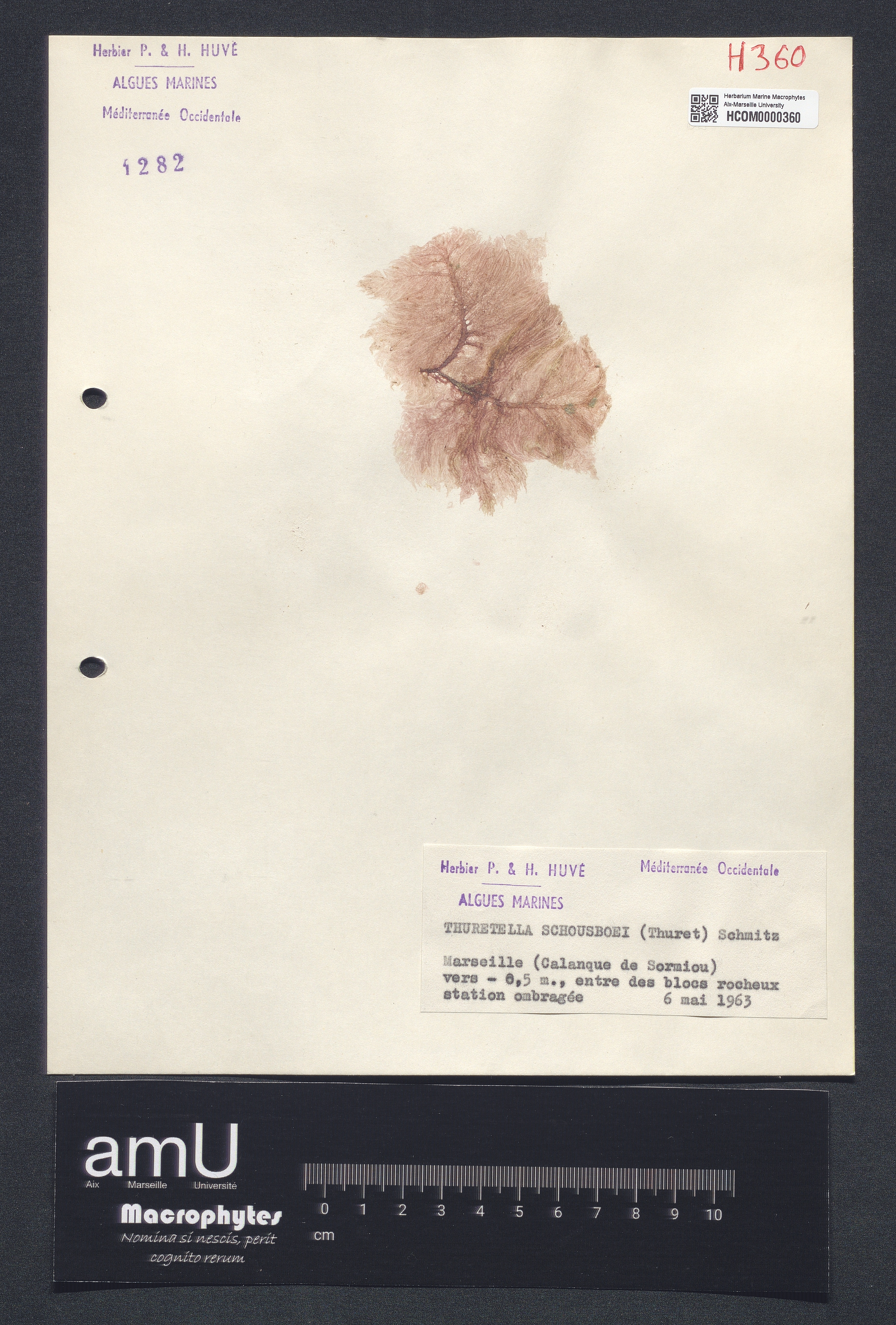 Thuretella schousboei specimen