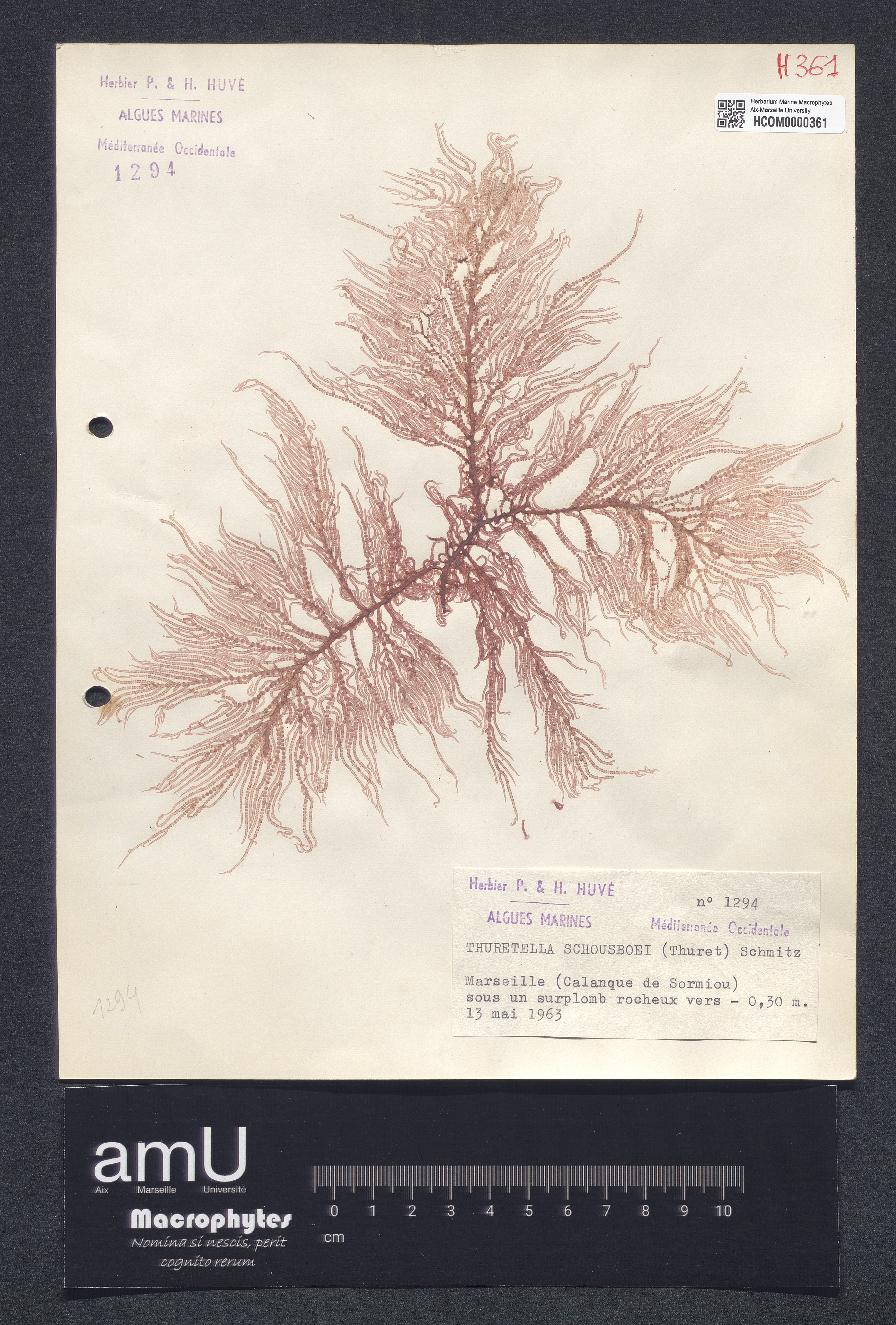 Thuretella schousboei specimen