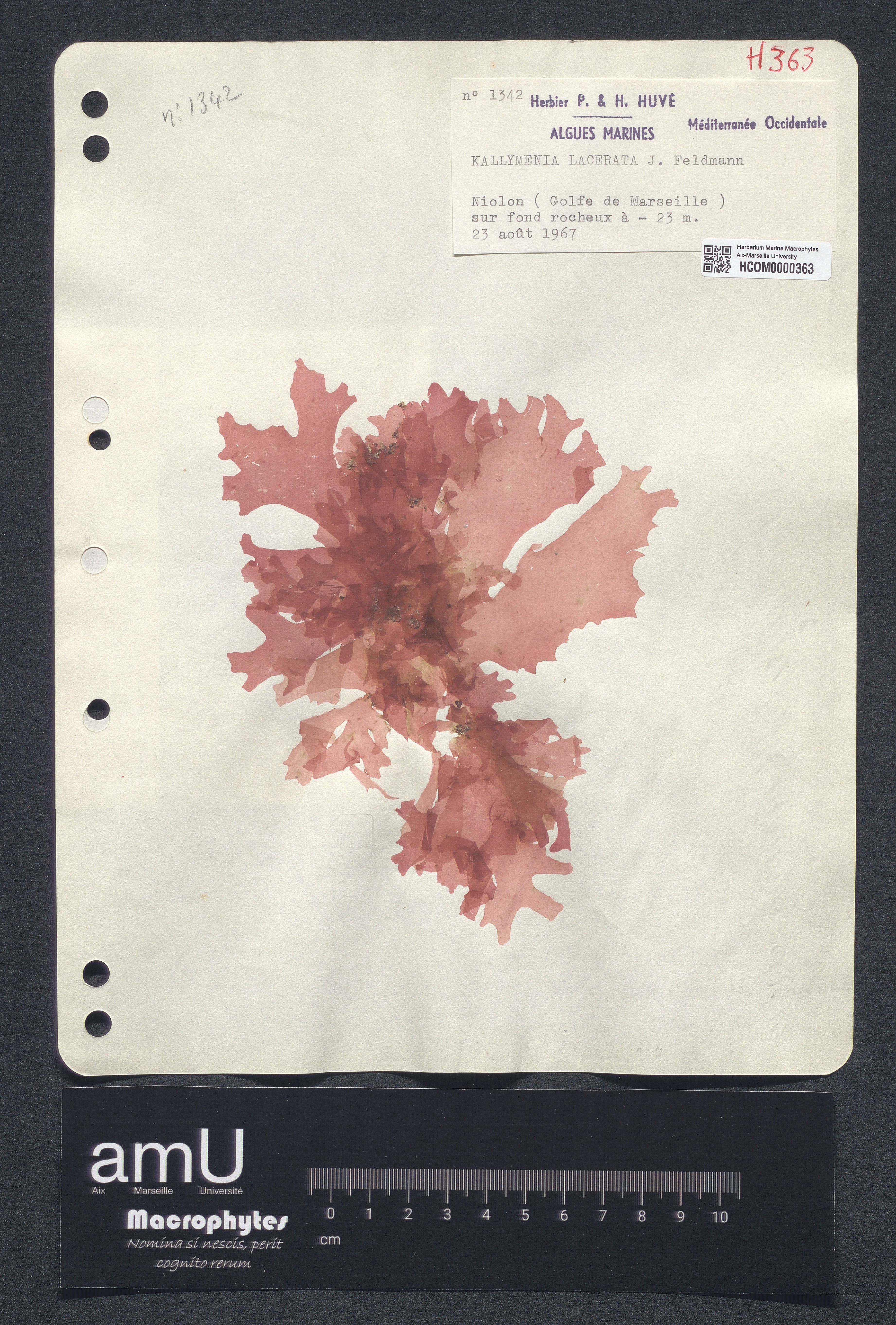 Kallymenia lacerata specimen