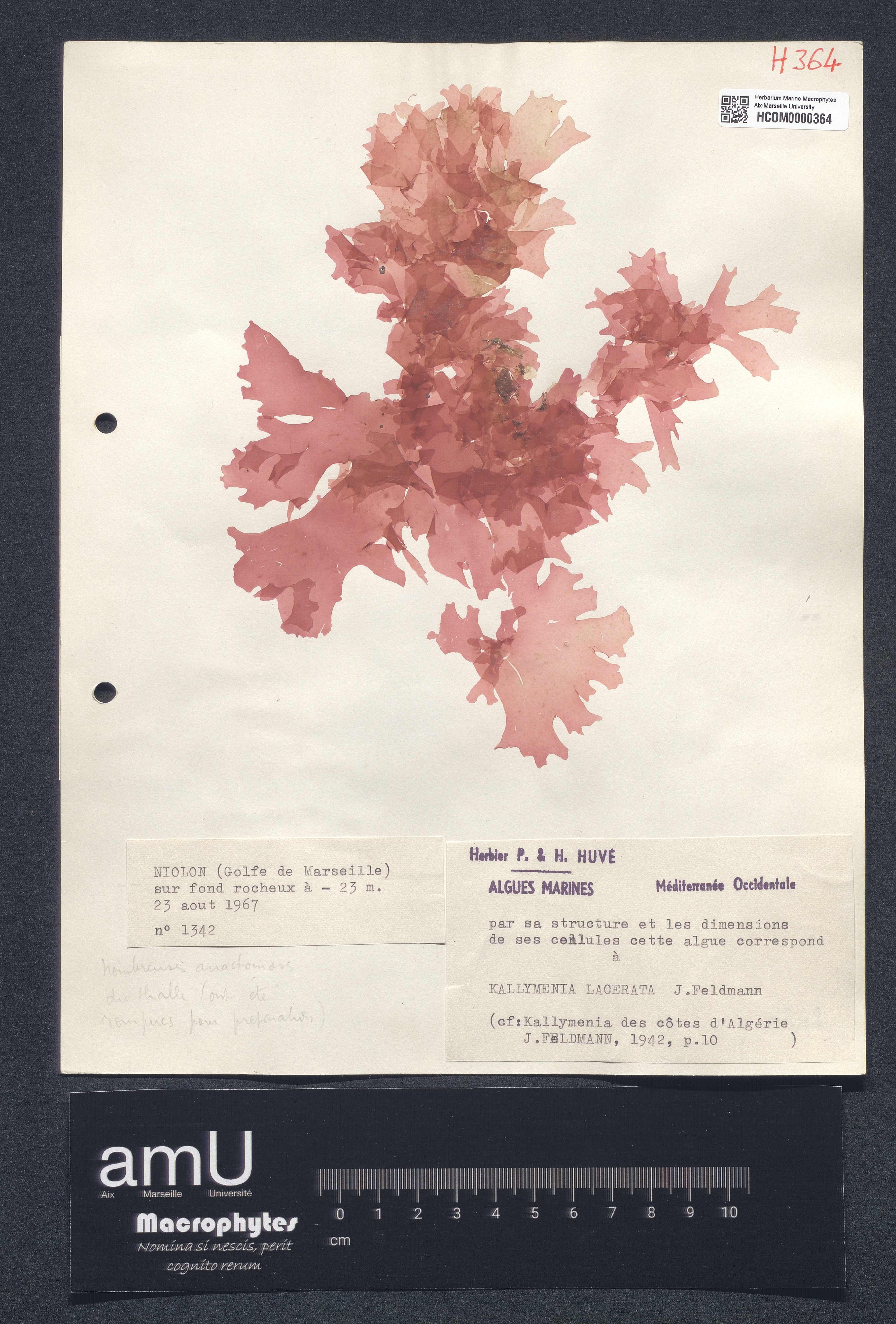Kallymenia lacerata specimen