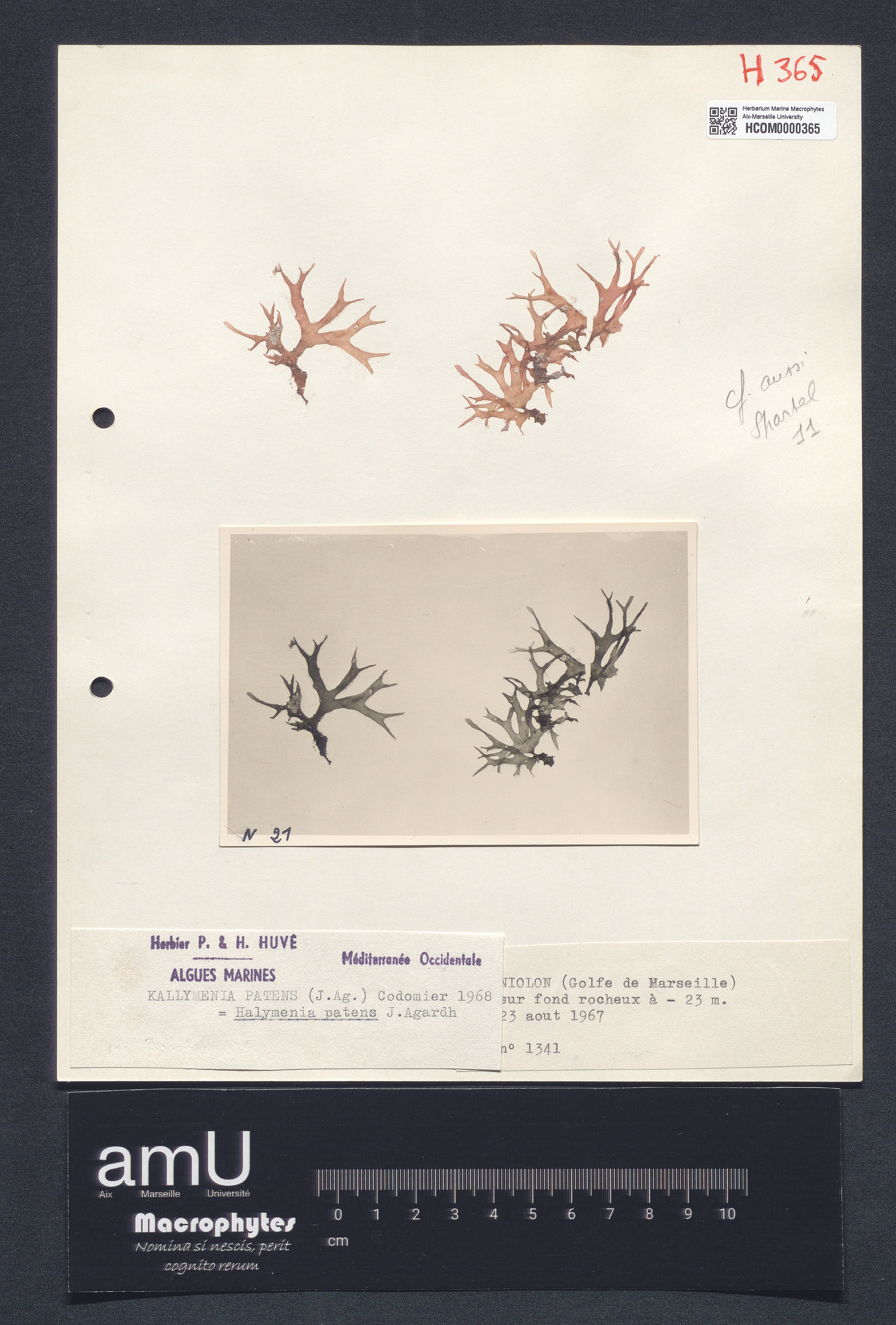 Halymenia patens specimen