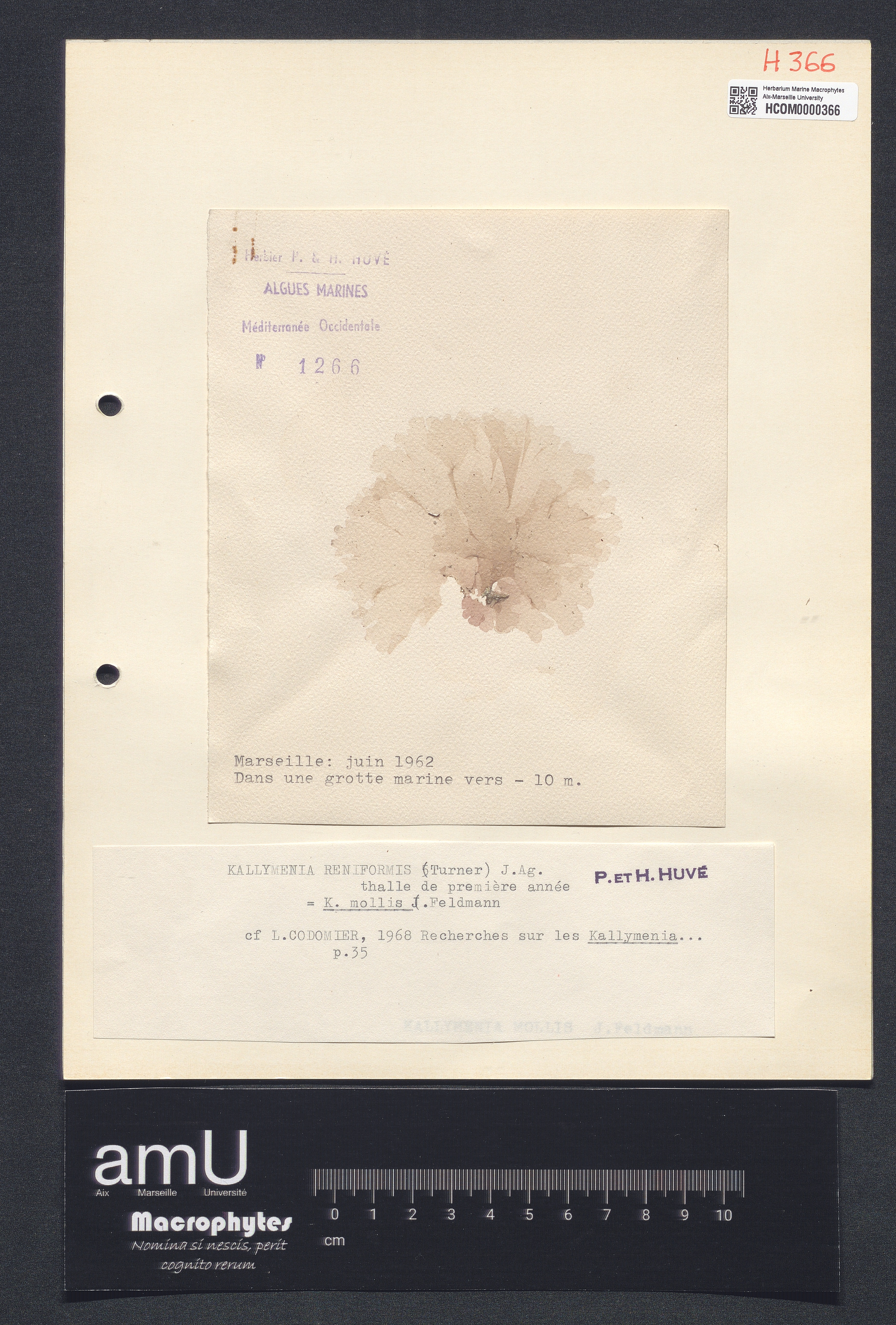 Kallymenia mollis specimen