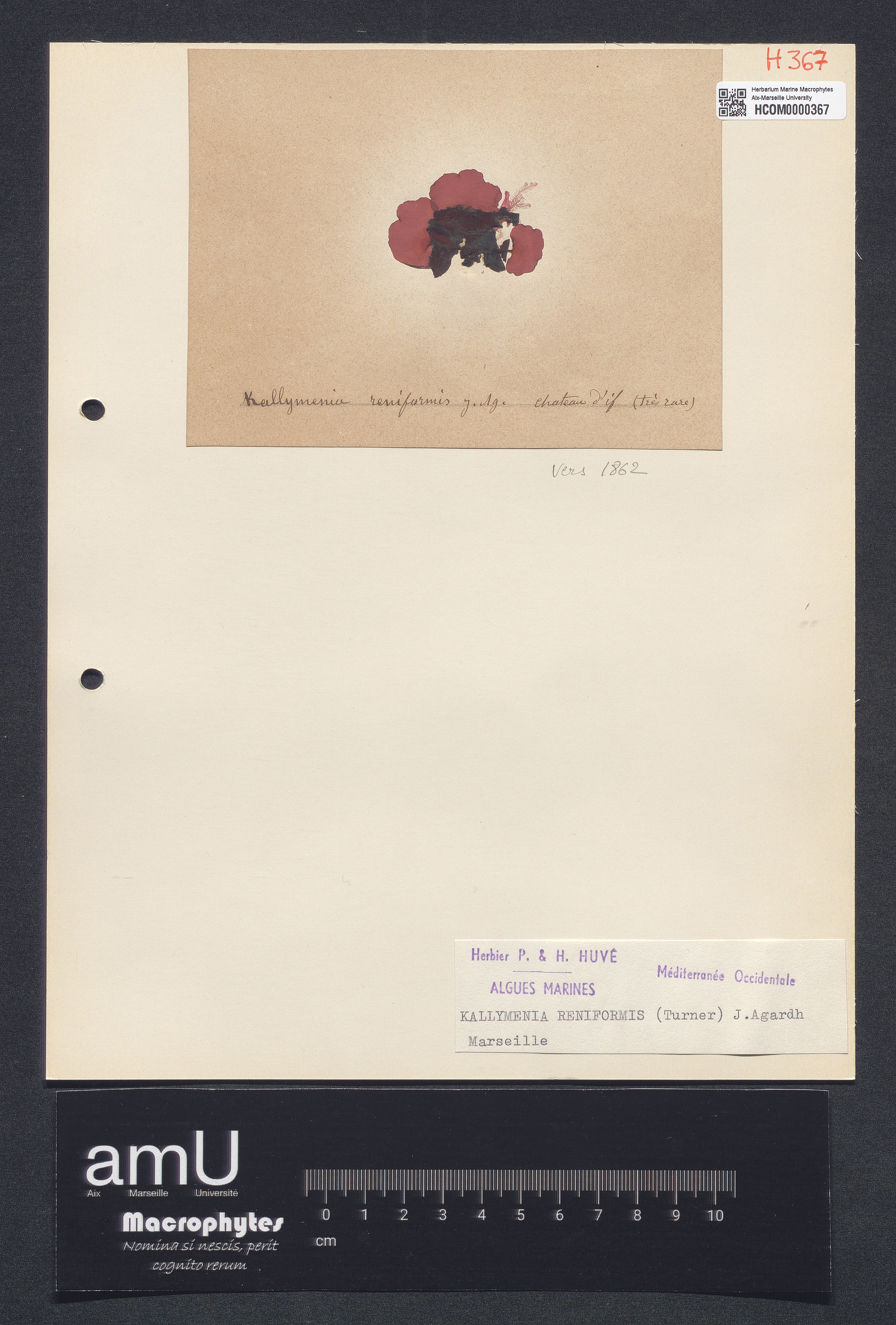 Kallymenia reniformis specimen