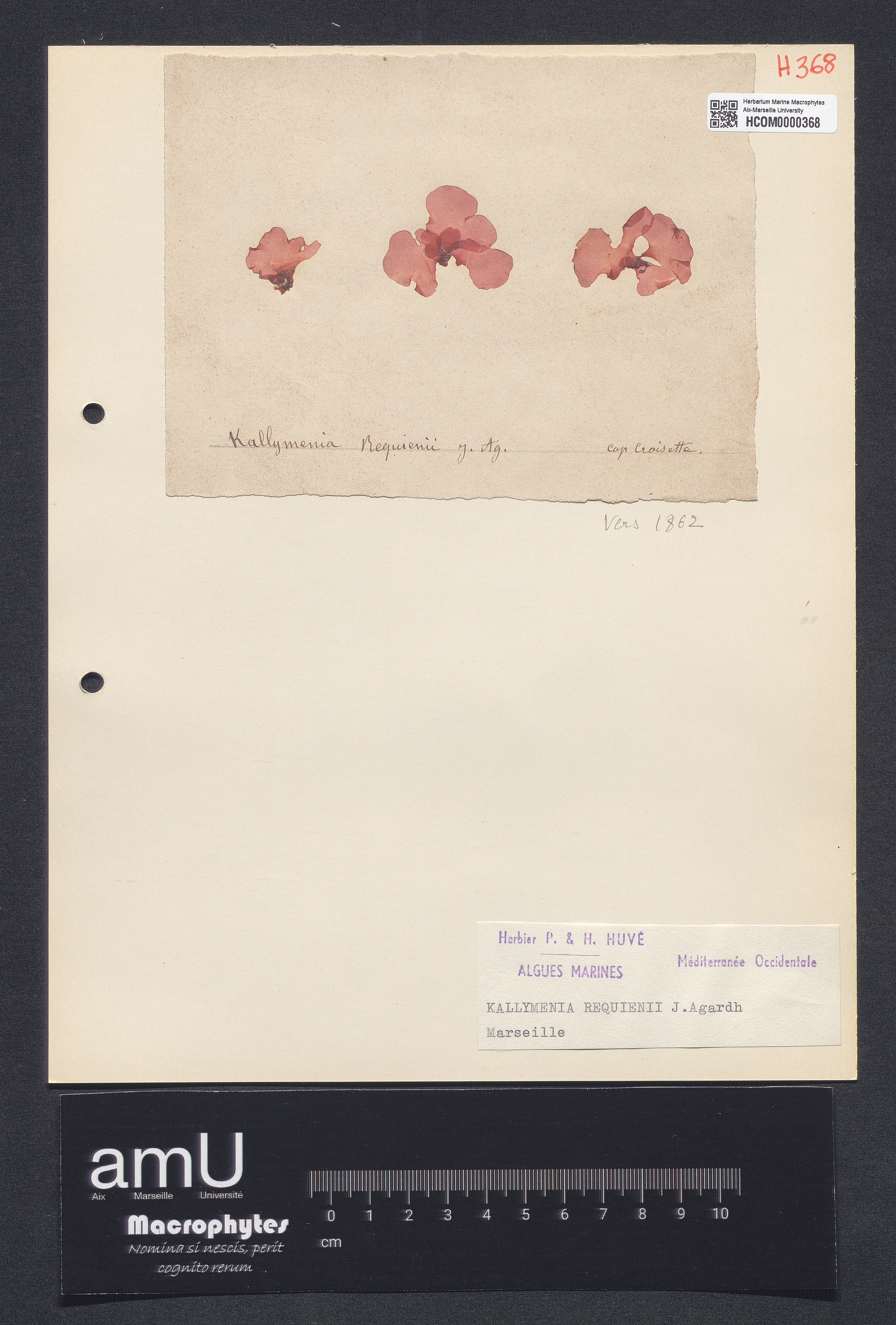 Kallymenia requienii specimen