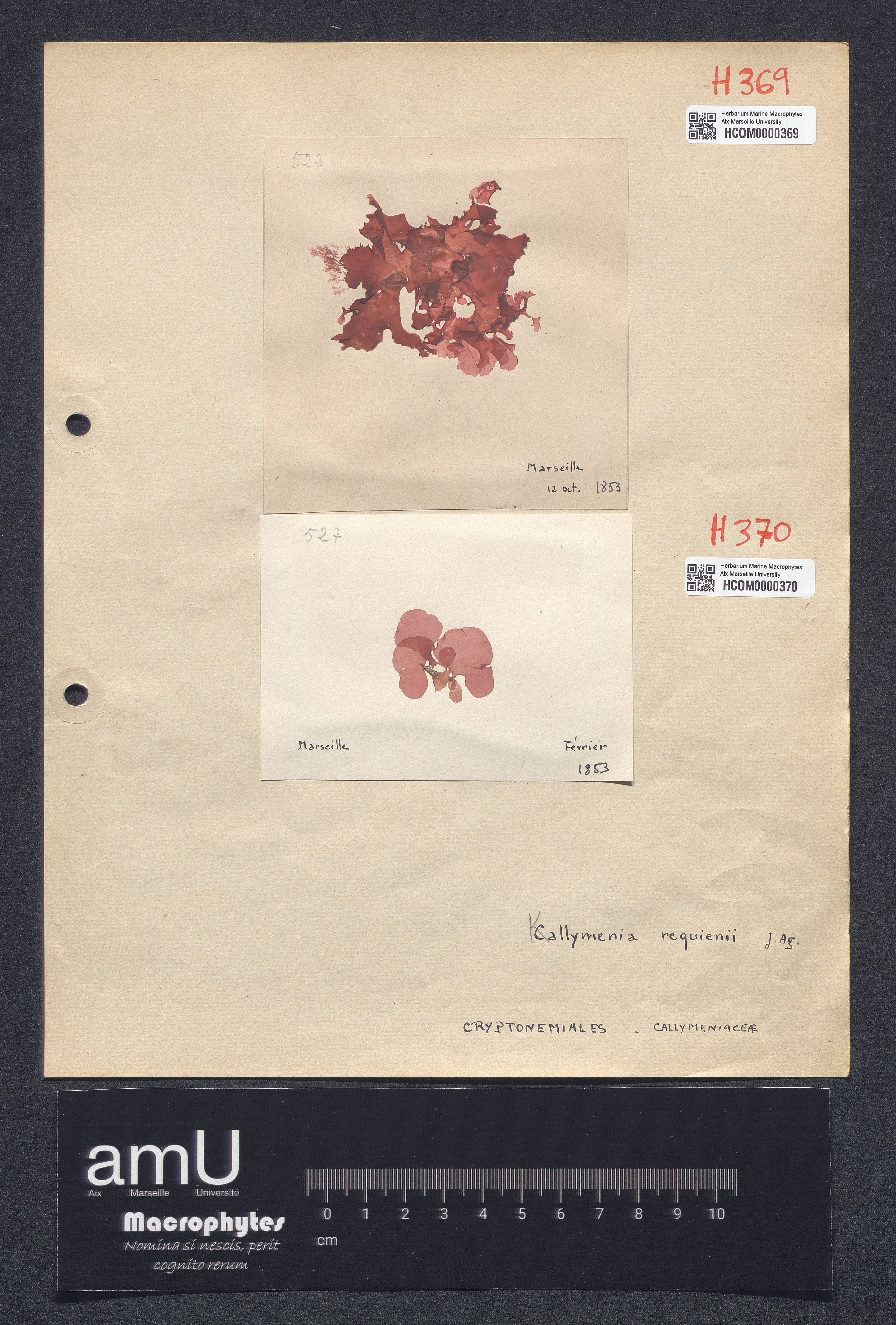 Kallymenia requienii specimen