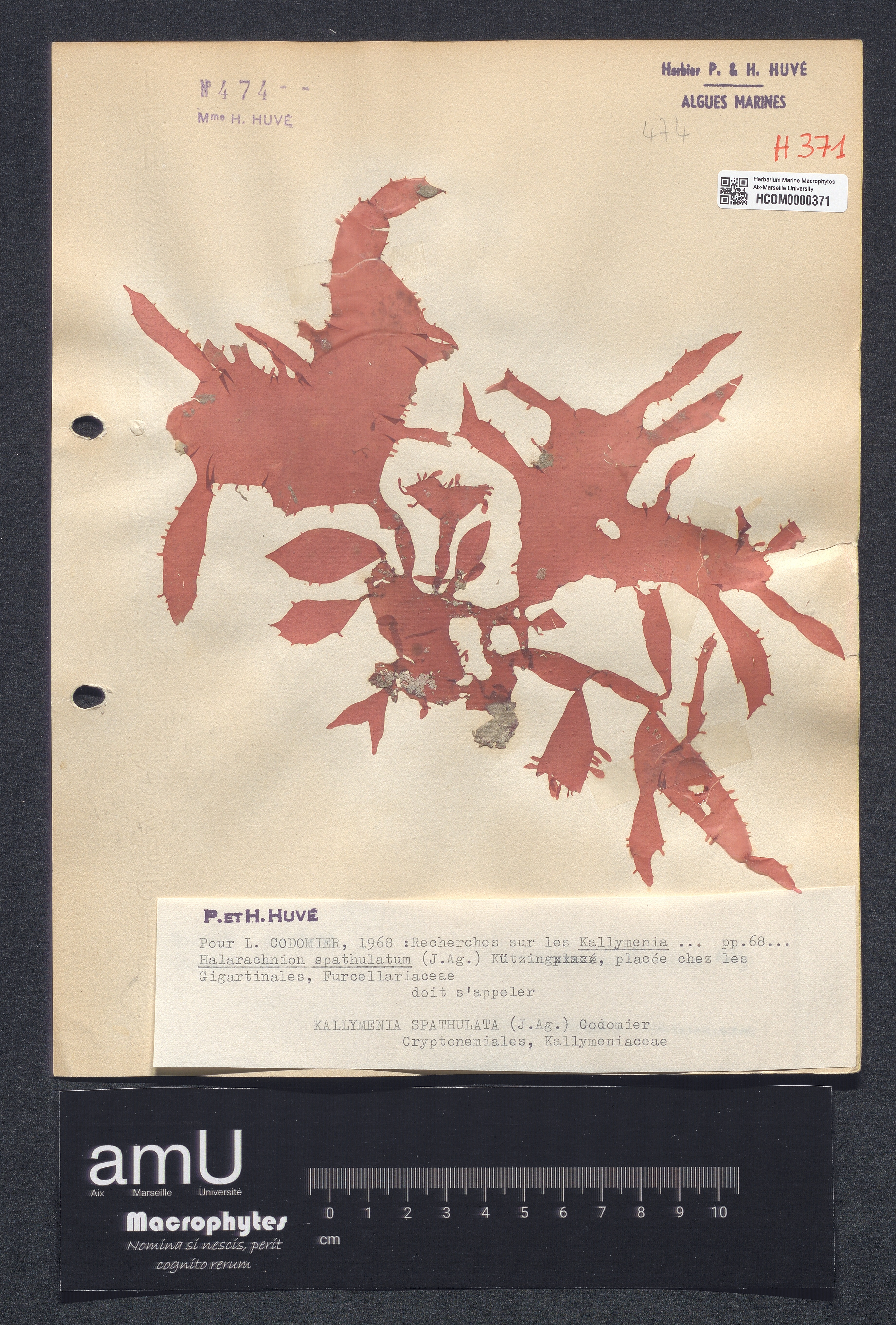 Kallymenia spathulata specimen