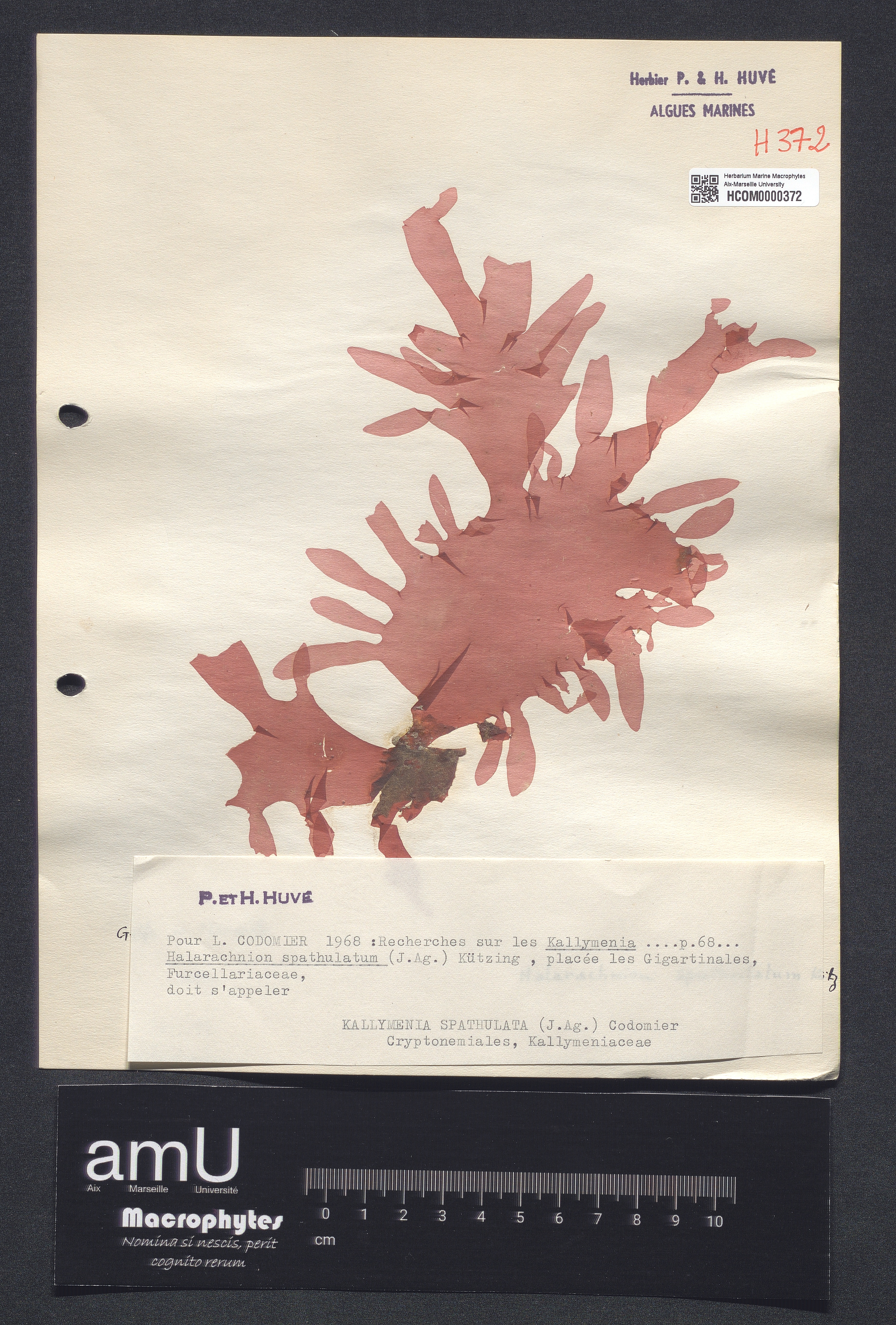 Kallymenia spathulata specimen