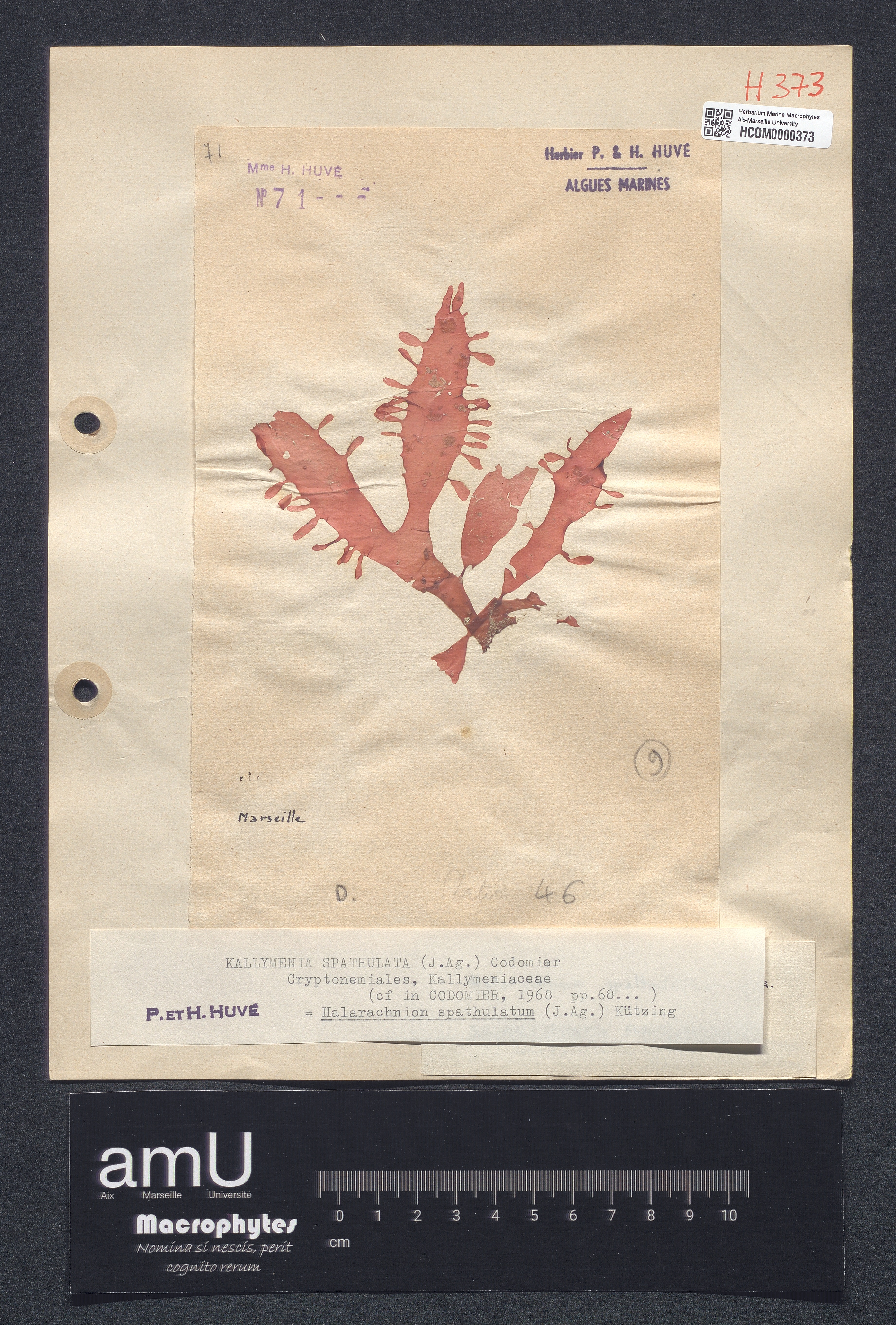 Kallymenia spathulata specimen