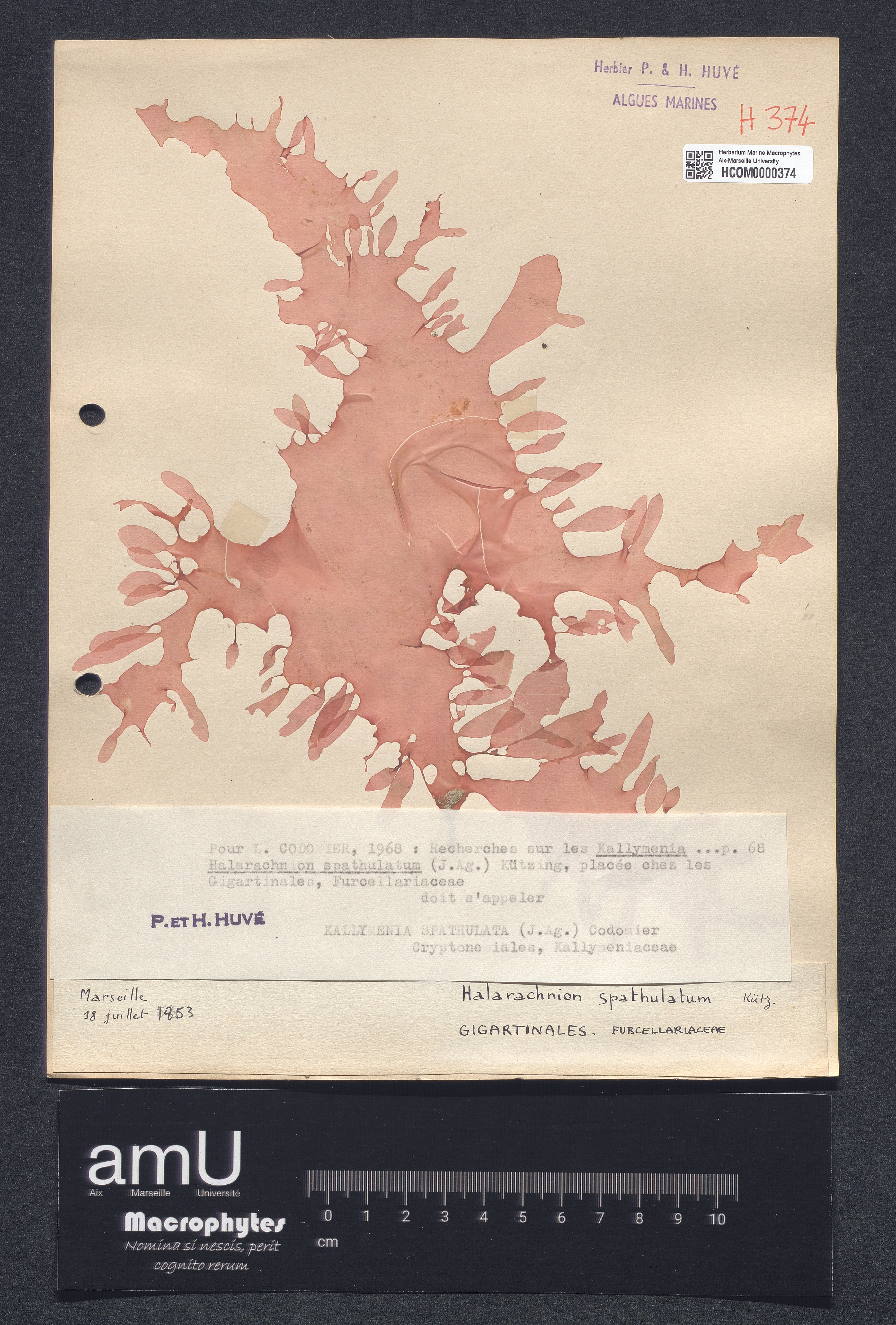 Kallymenia spathulata specimen