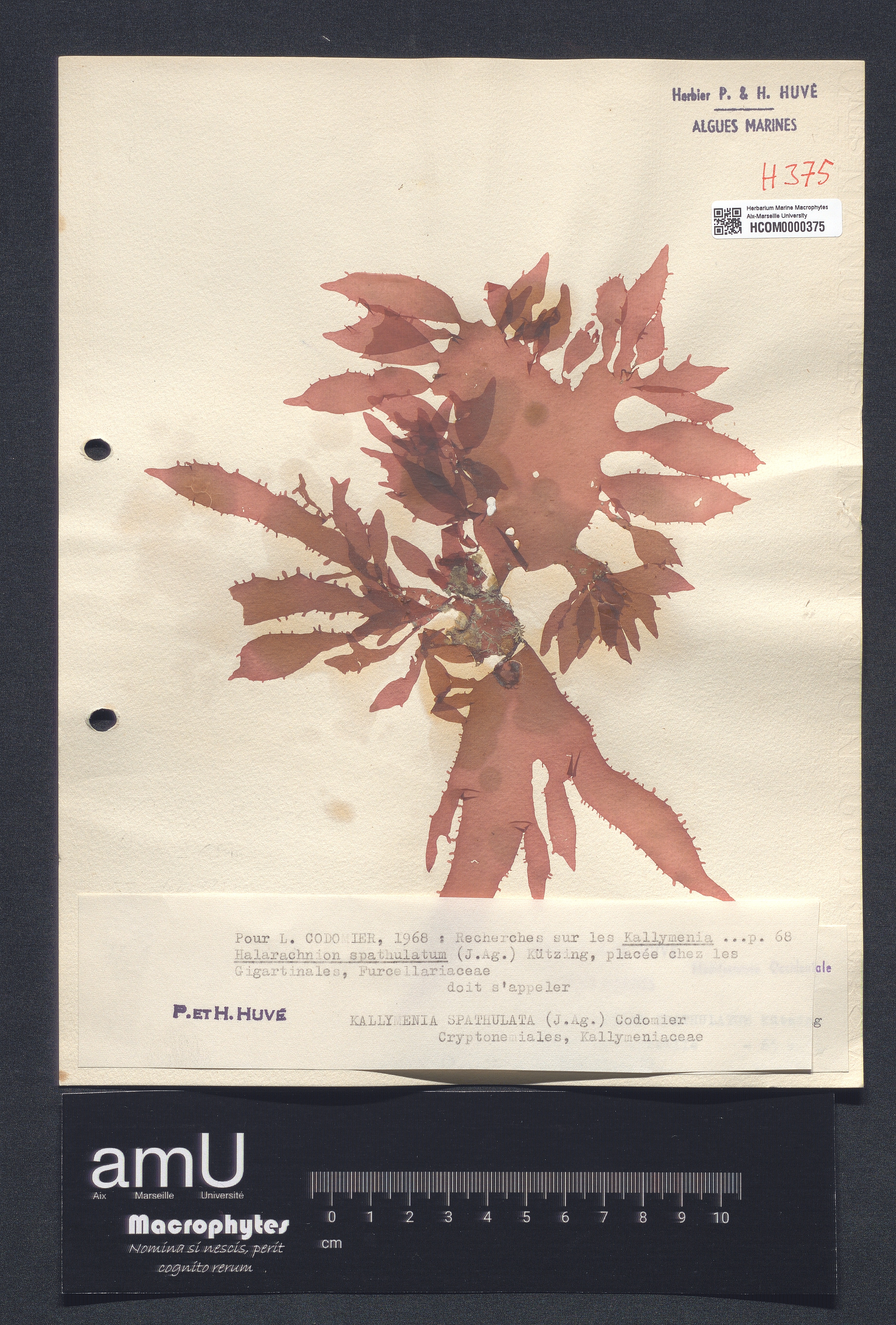 Kallymenia spathulata specimen