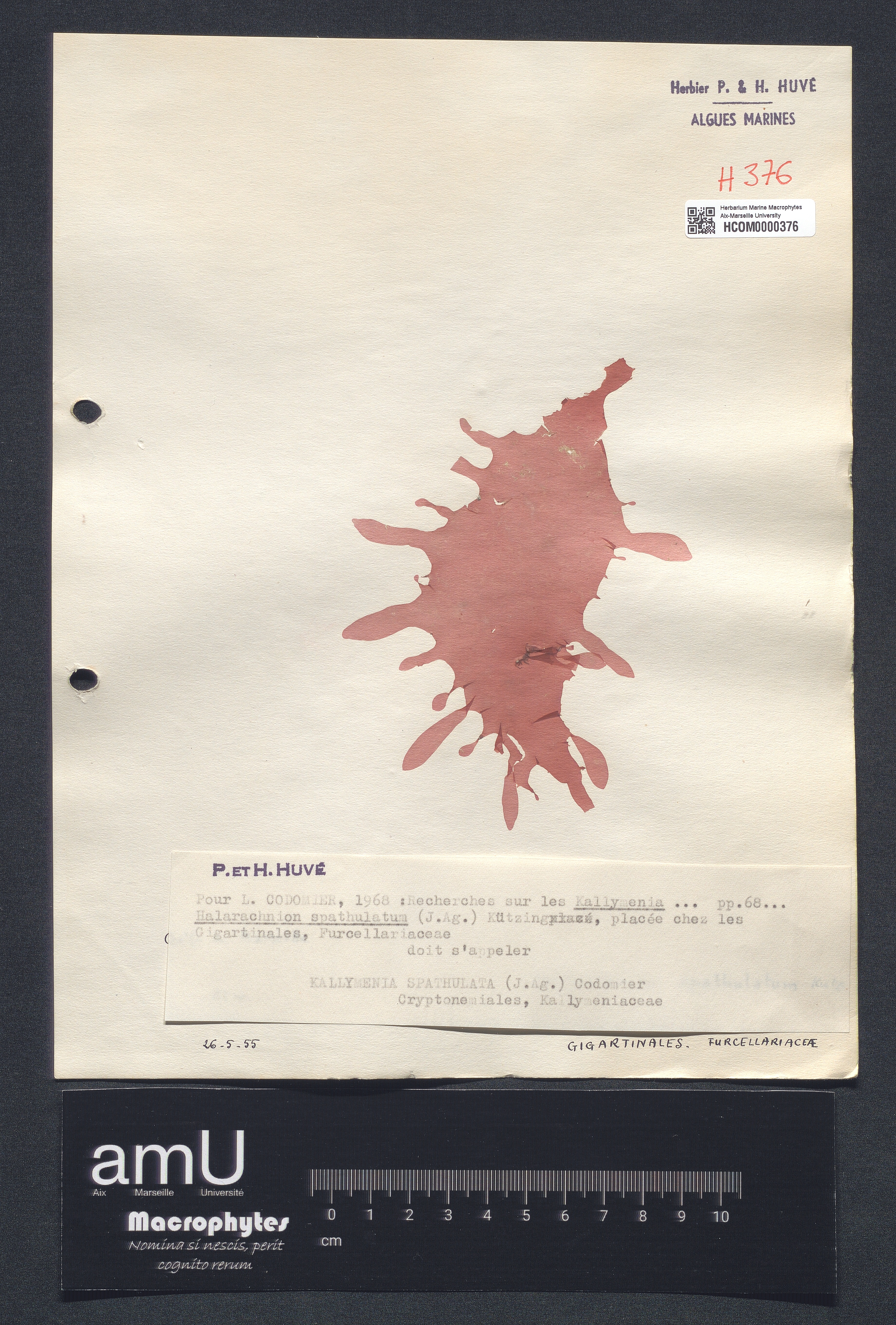 Kallymenia spathulata specimen