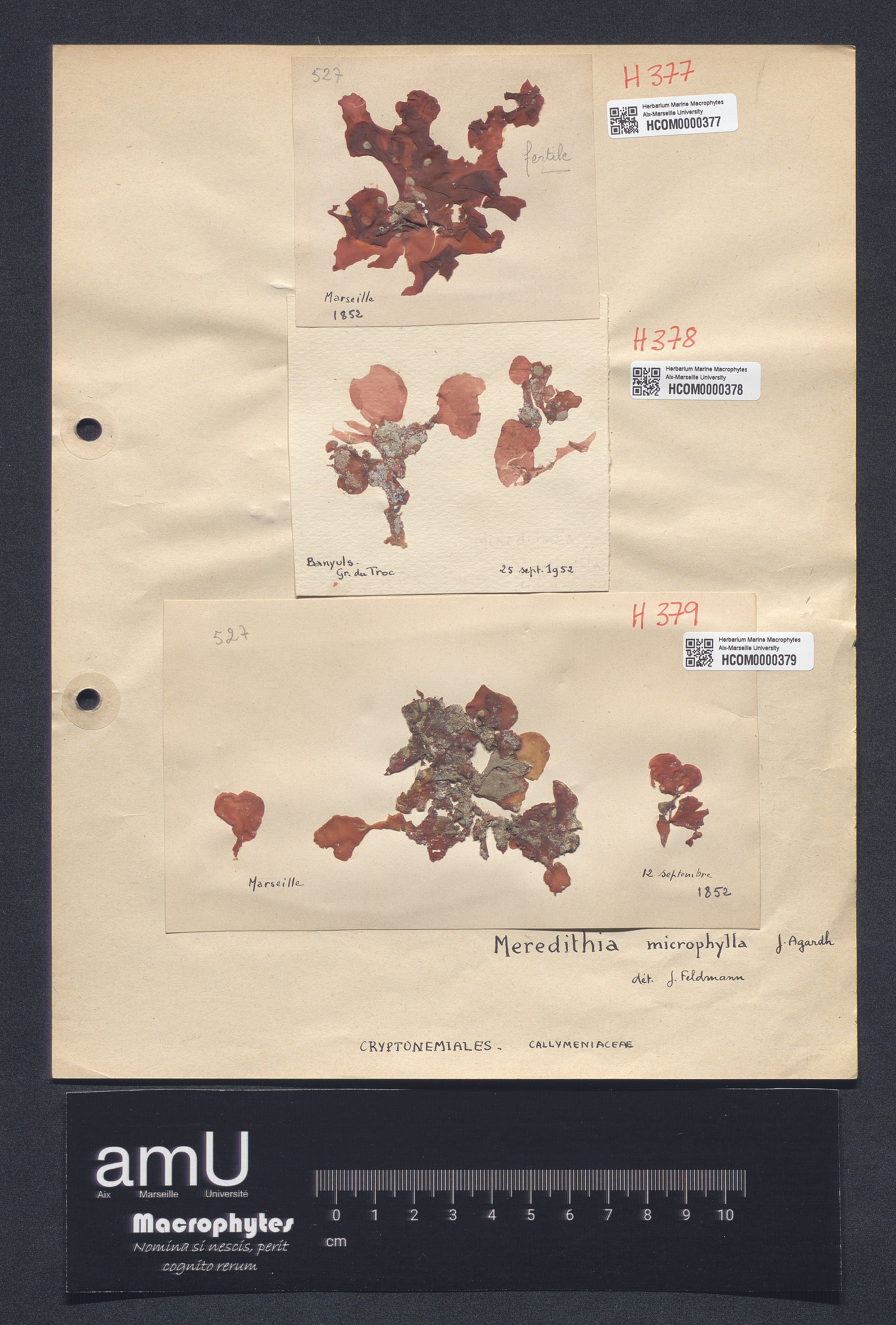Meredithia microphylla specimen