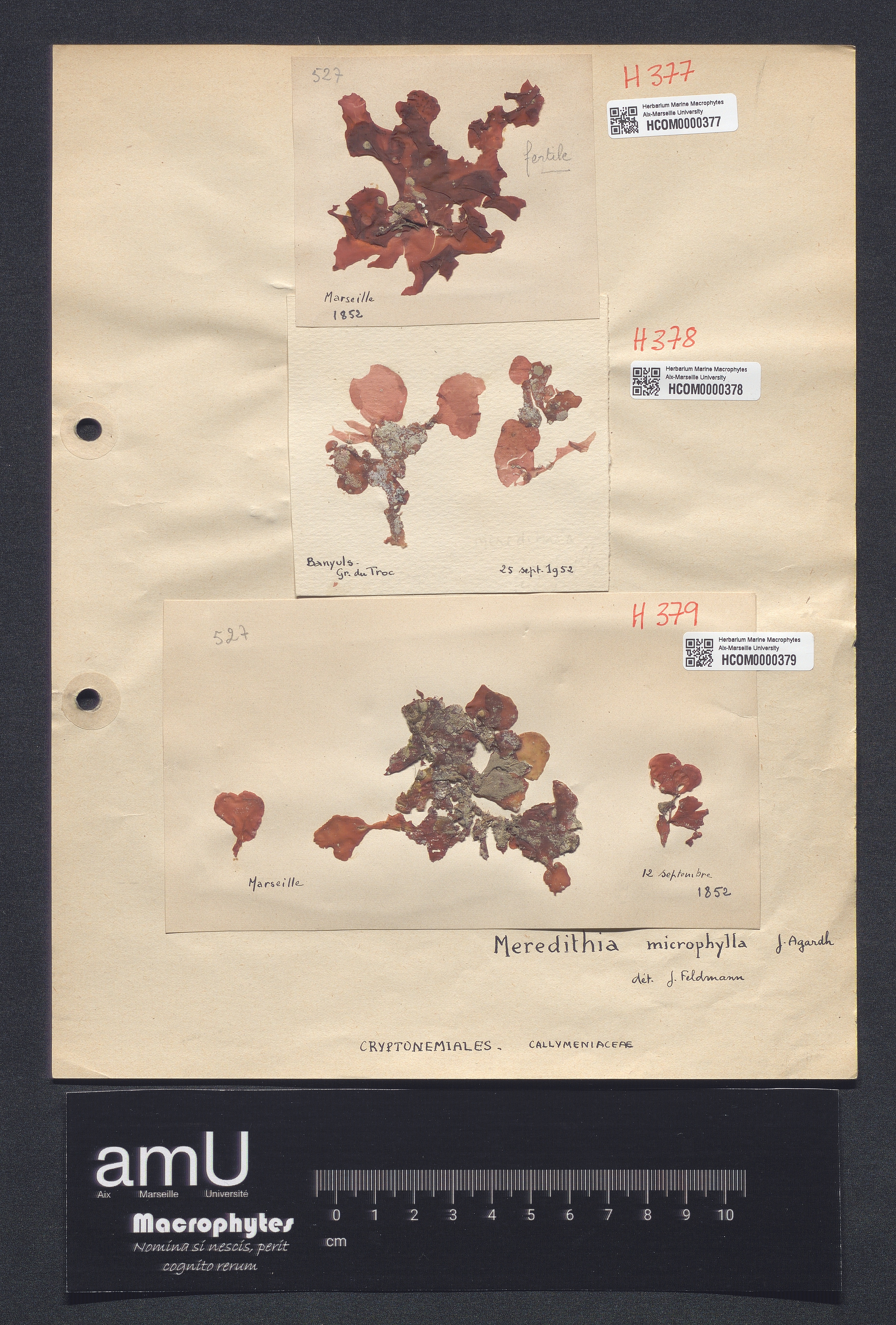 Meredithia microphylla specimen