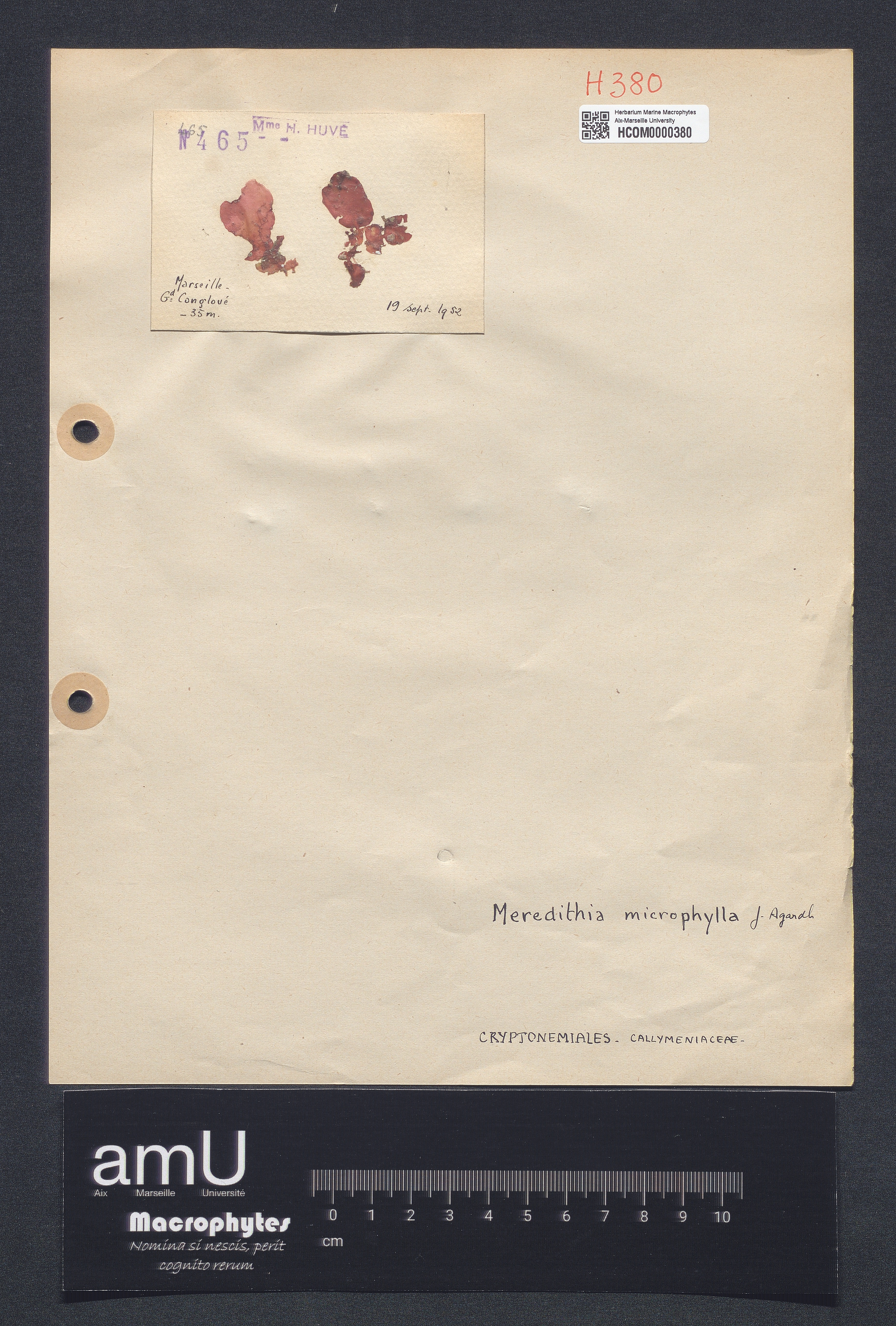 Meredithia microphylla specimen