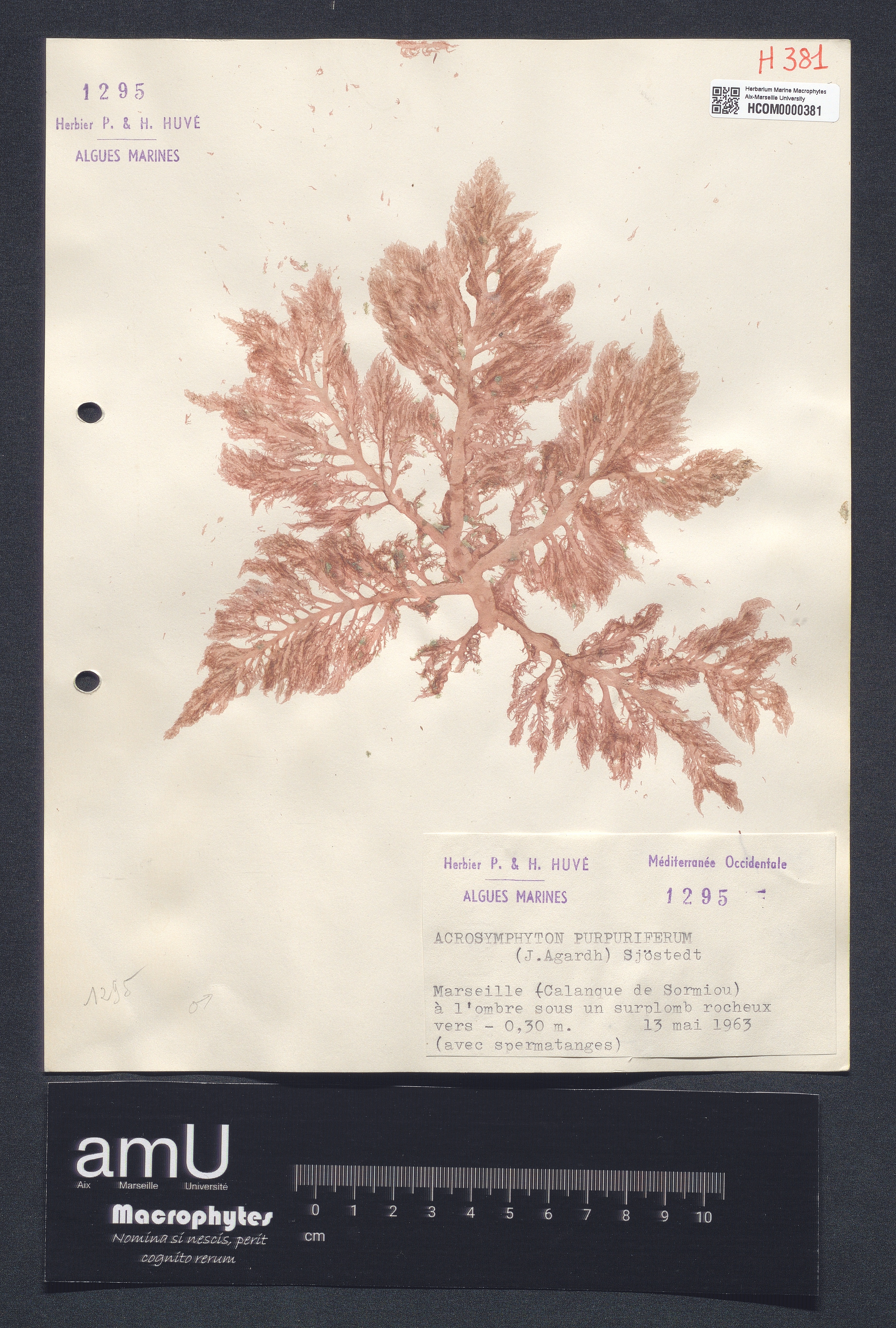Acrosymphyton purpuriferum specimen