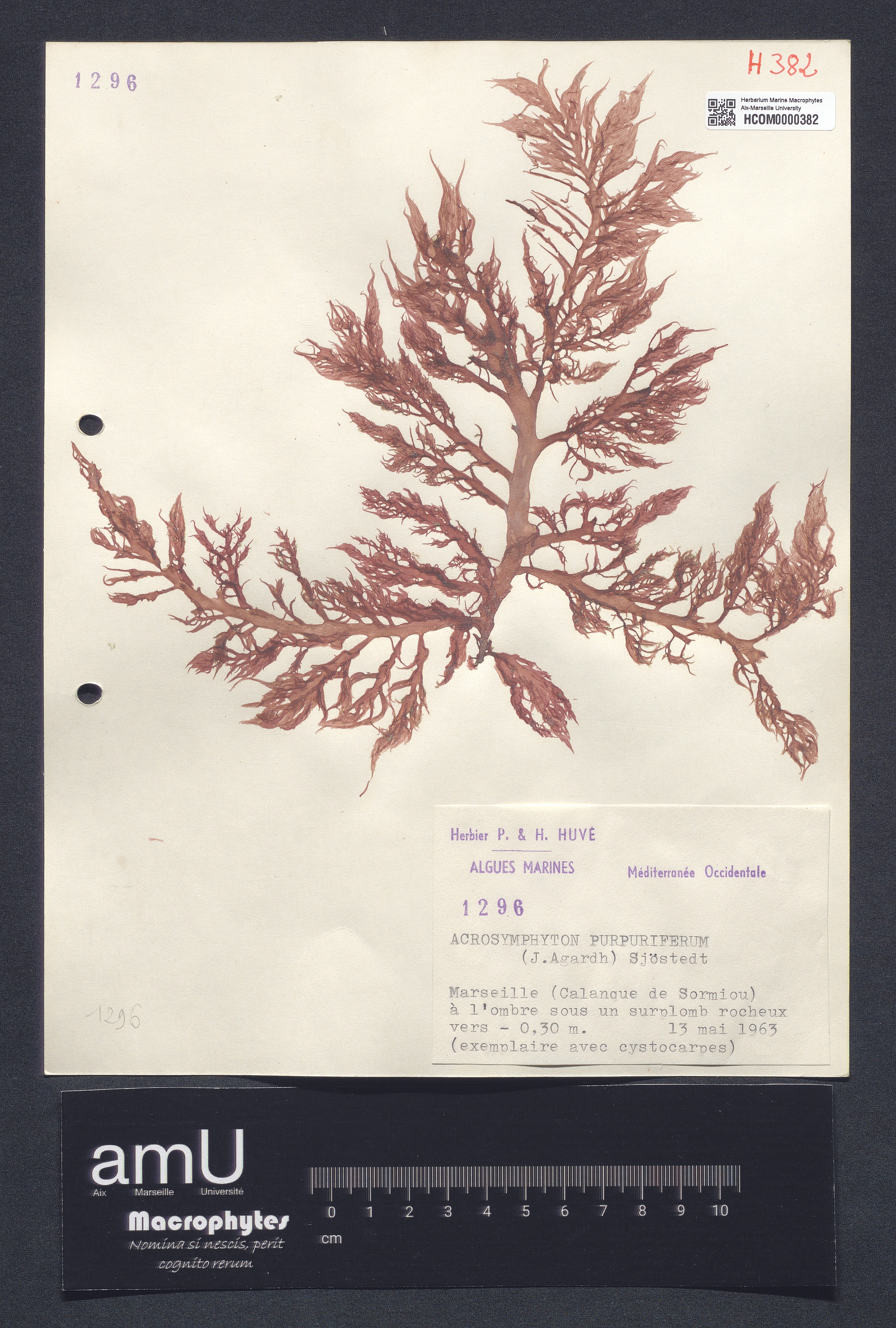 Acrosymphyton purpuriferum specimen