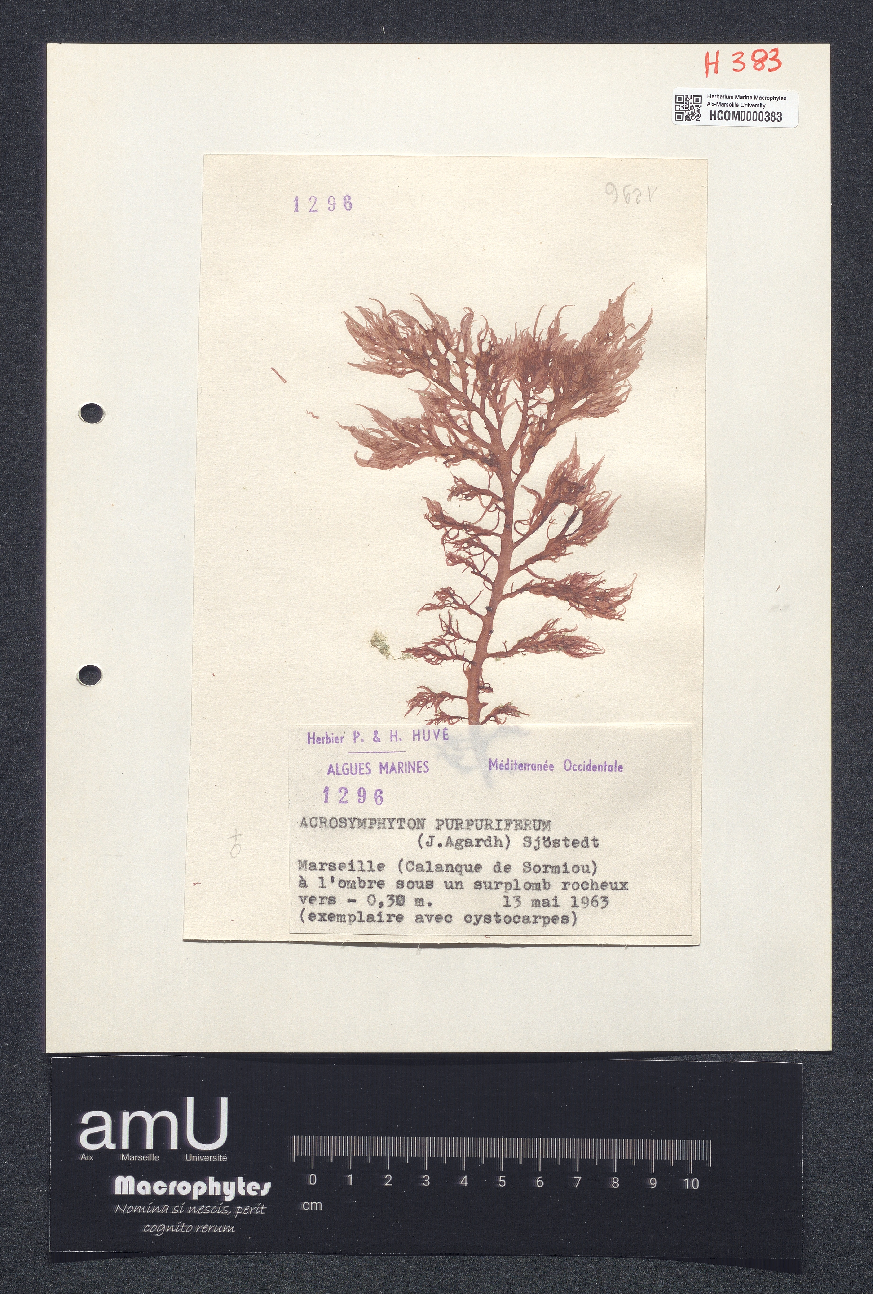 Acrosymphyton purpuriferum specimen