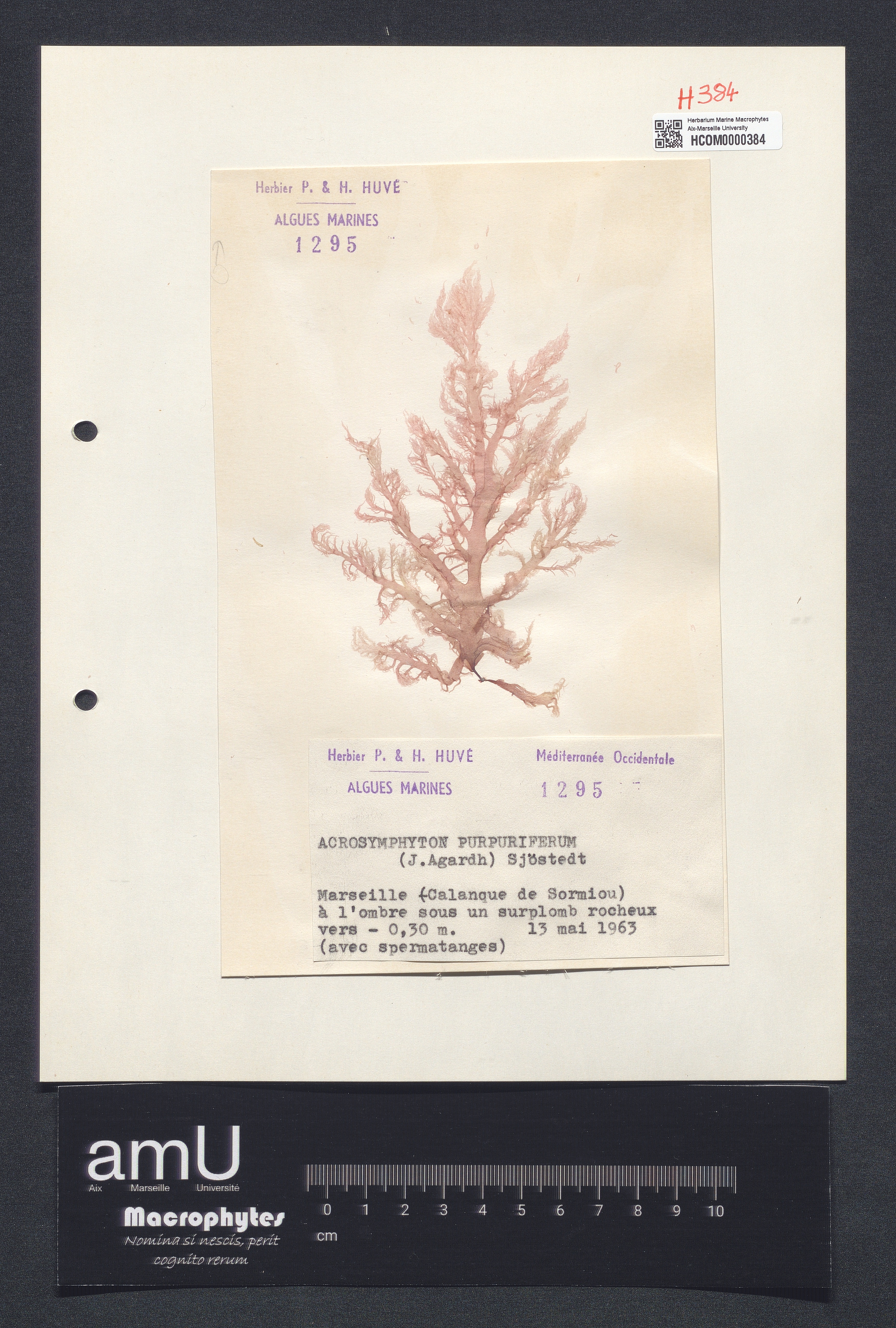 Acrosymphyton purpuriferum specimen