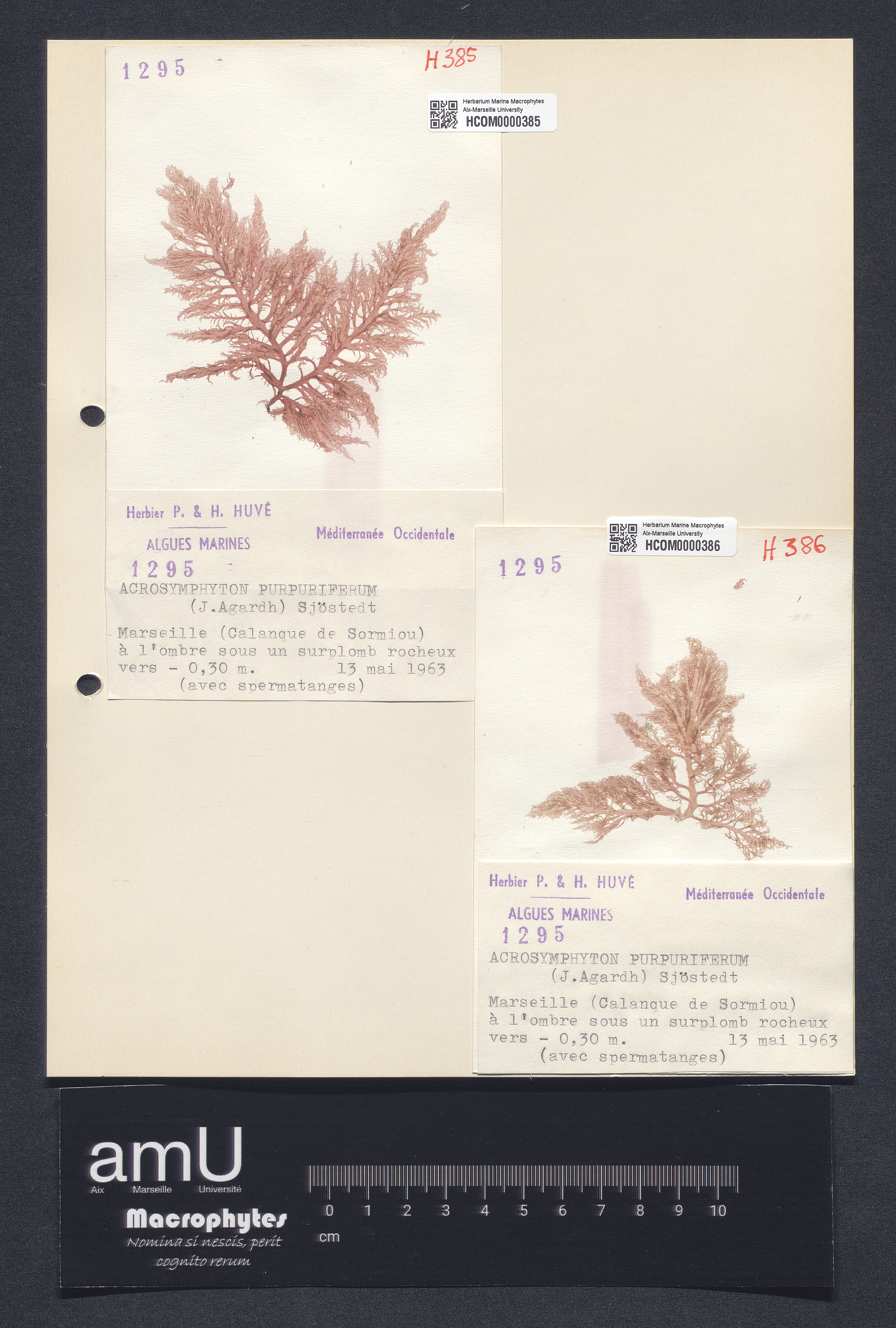 Acrosymphyton purpuriferum specimen