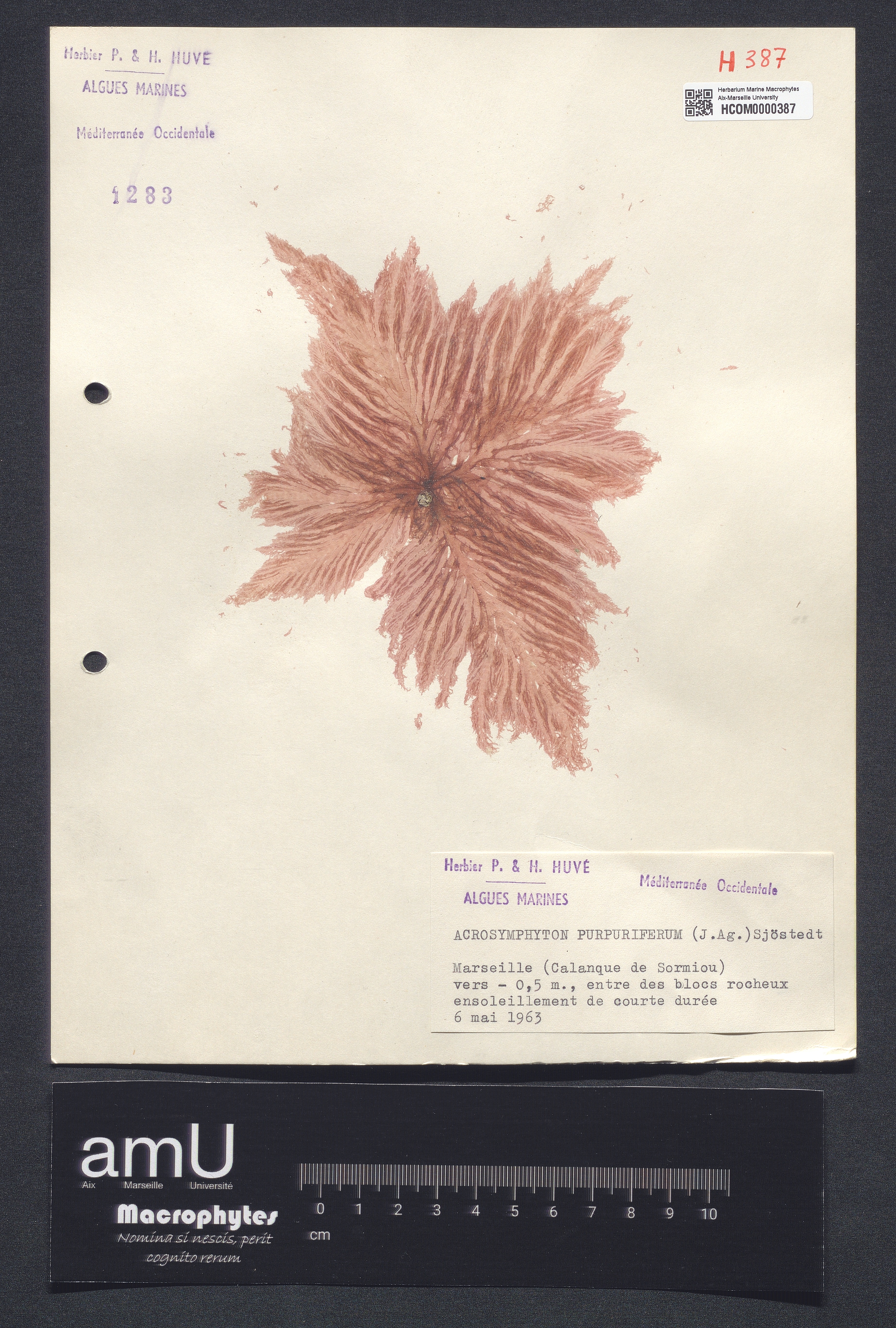 Acrosymphyton purpuriferum specimen
