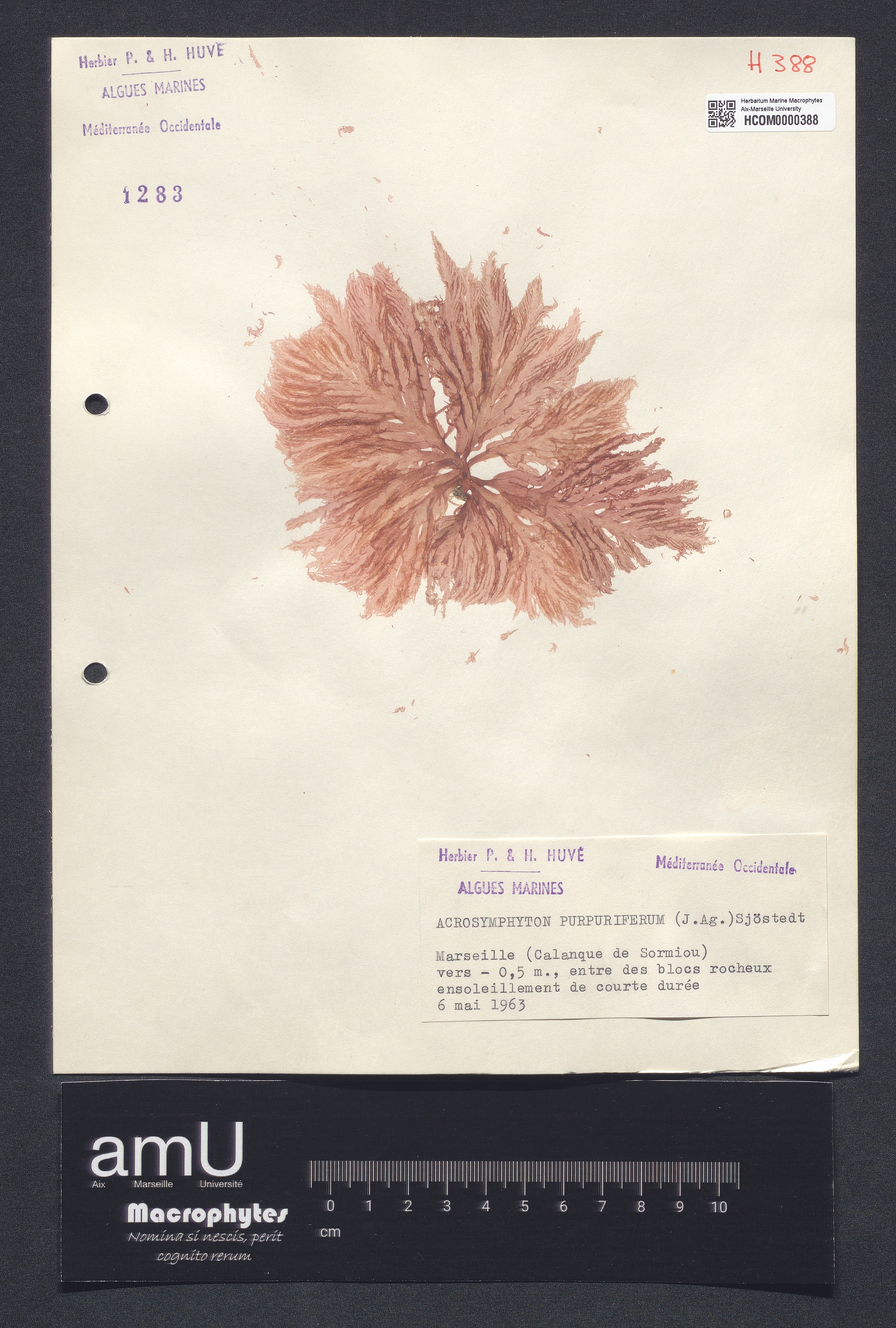 Acrosymphyton purpuriferum specimen