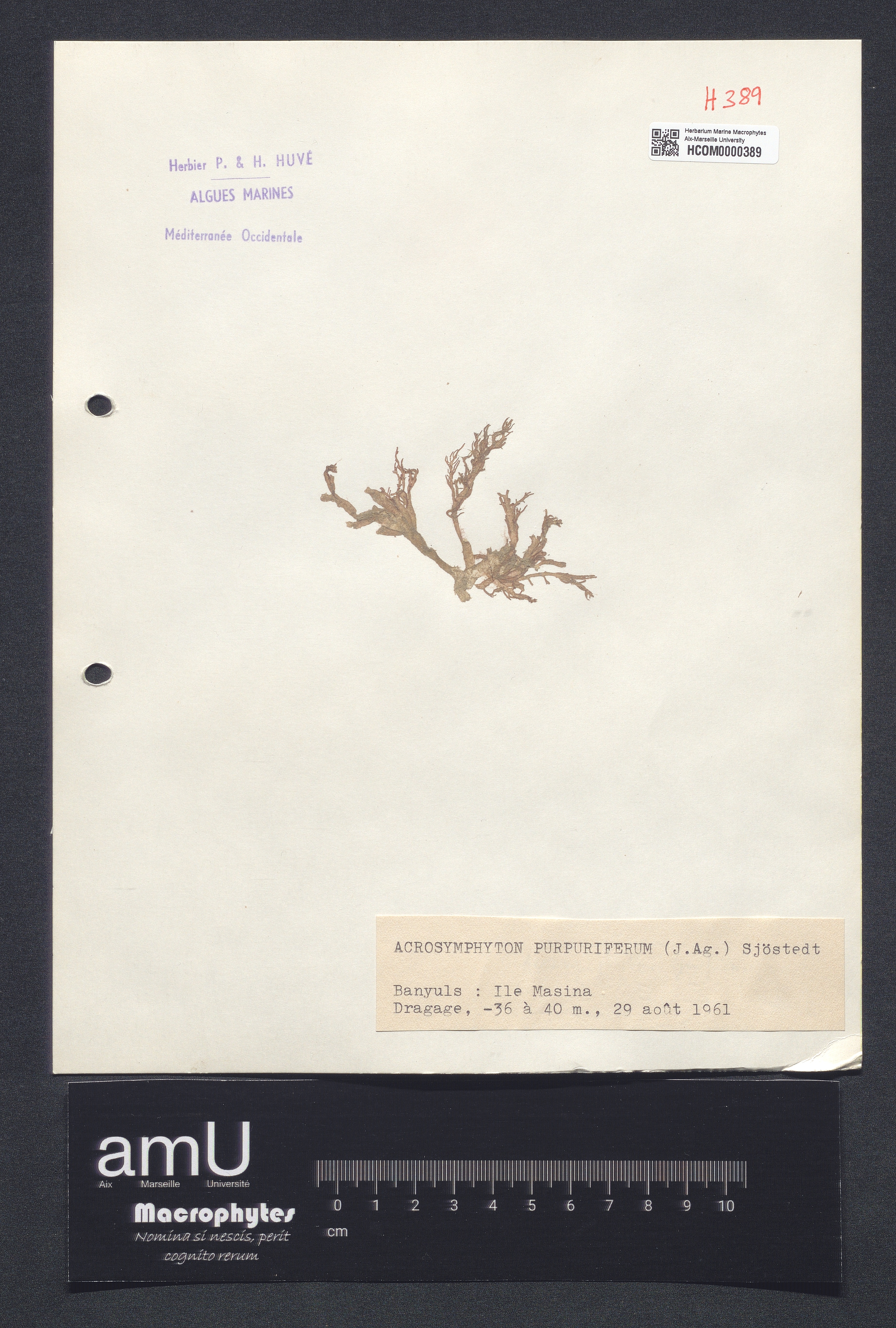Acrosymphyton purpuriferum specimen