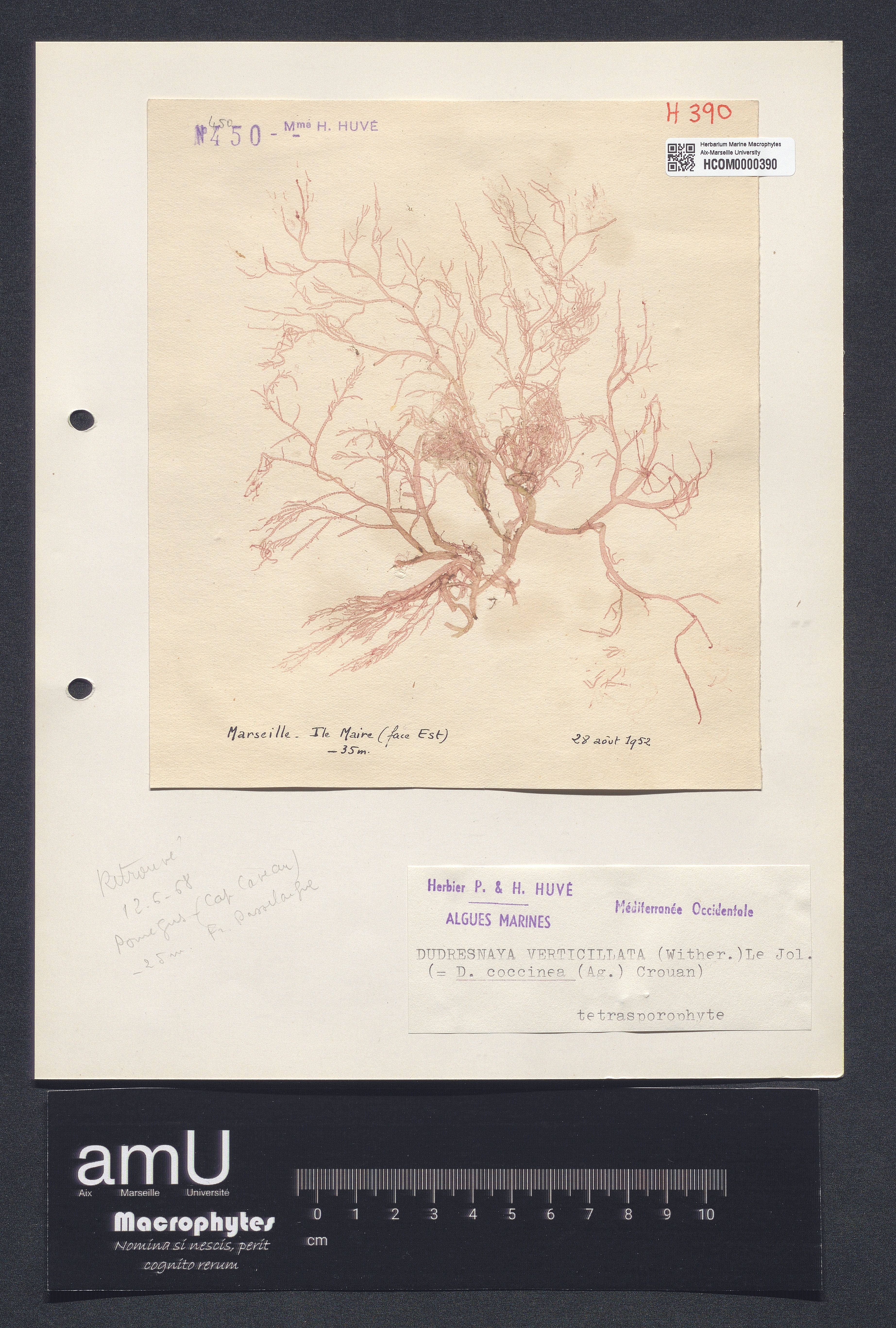 Dudresnaya coccinea specimen