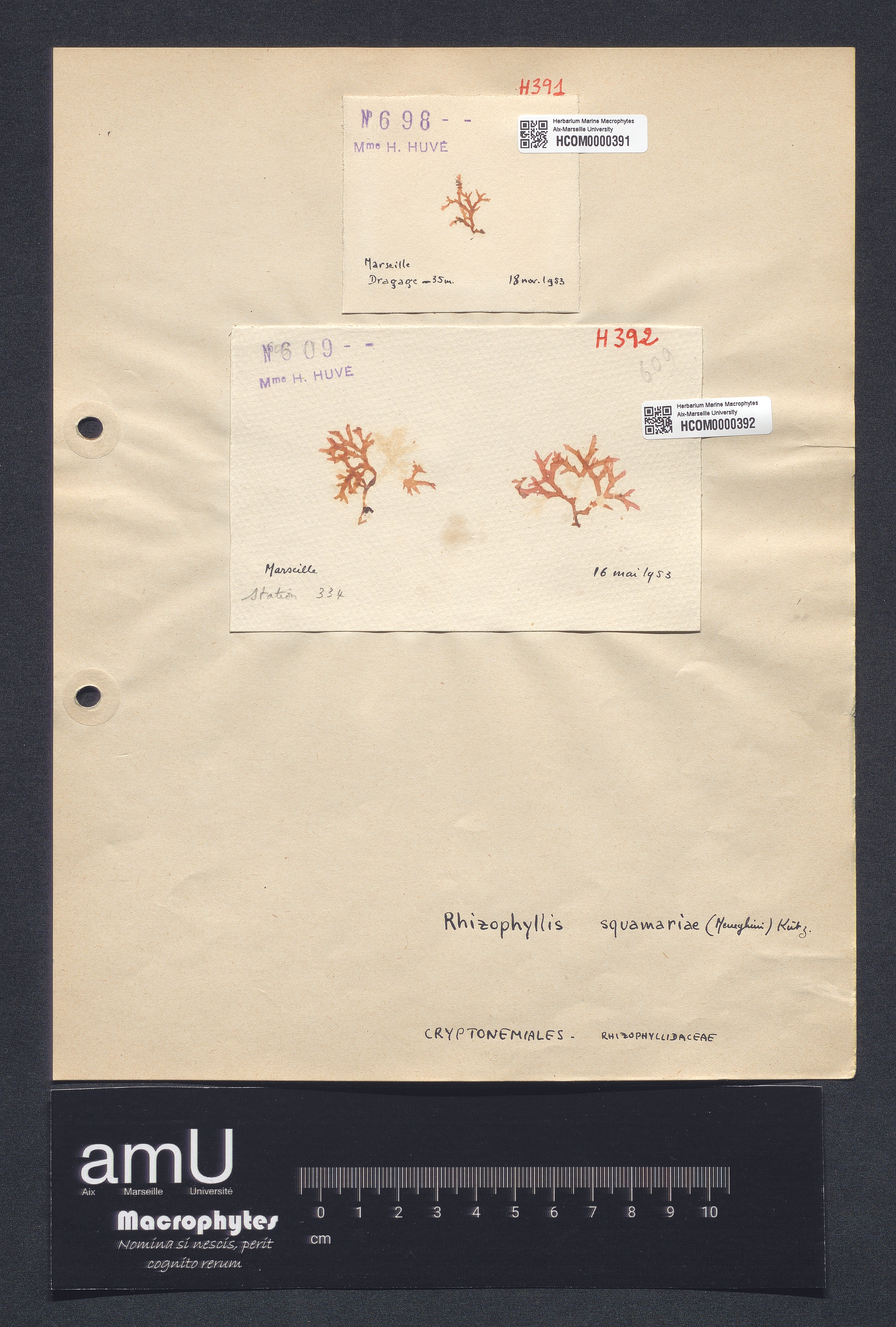Rhizophyllis squamariae specimen