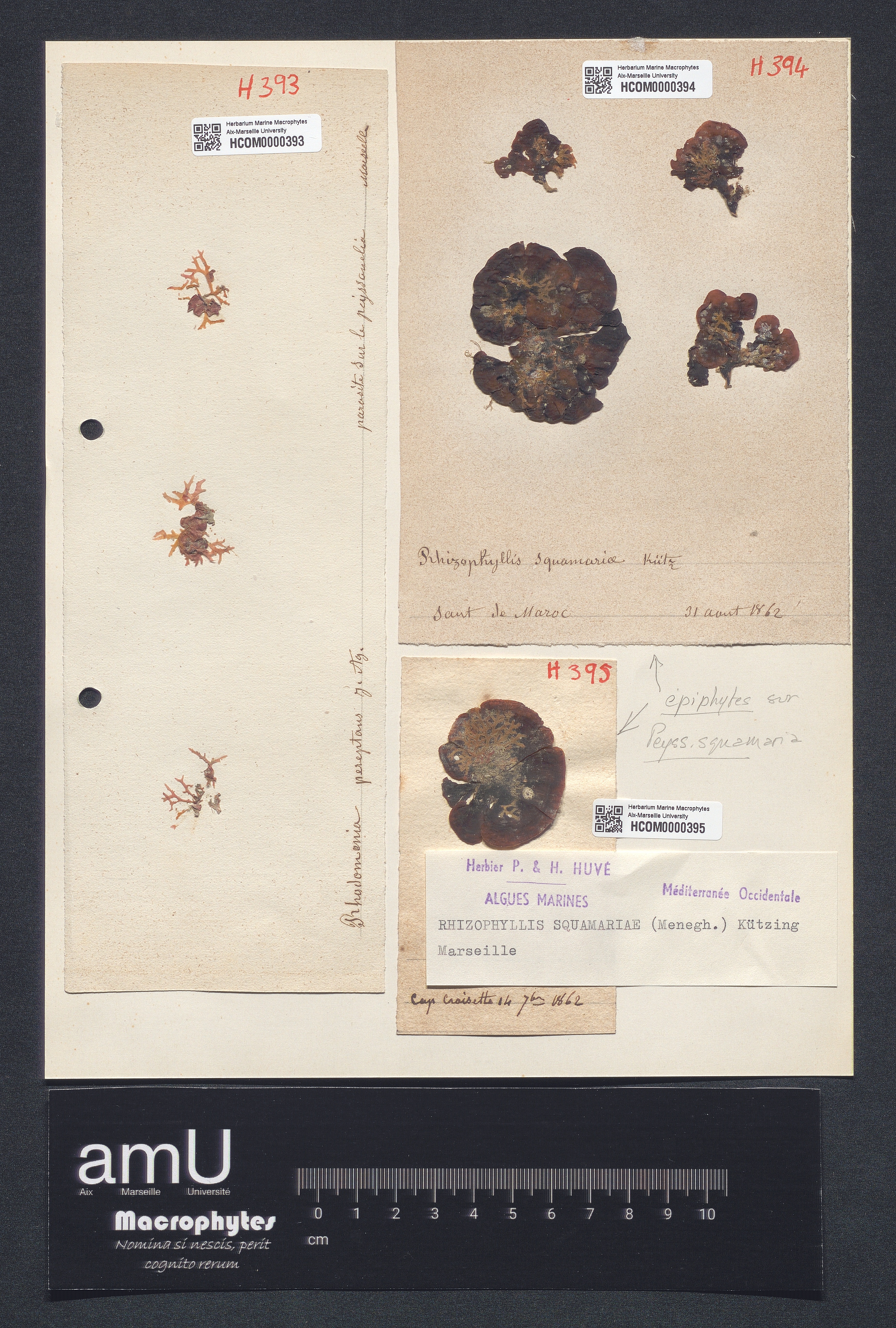 Rhizophyllis squamariae specimen