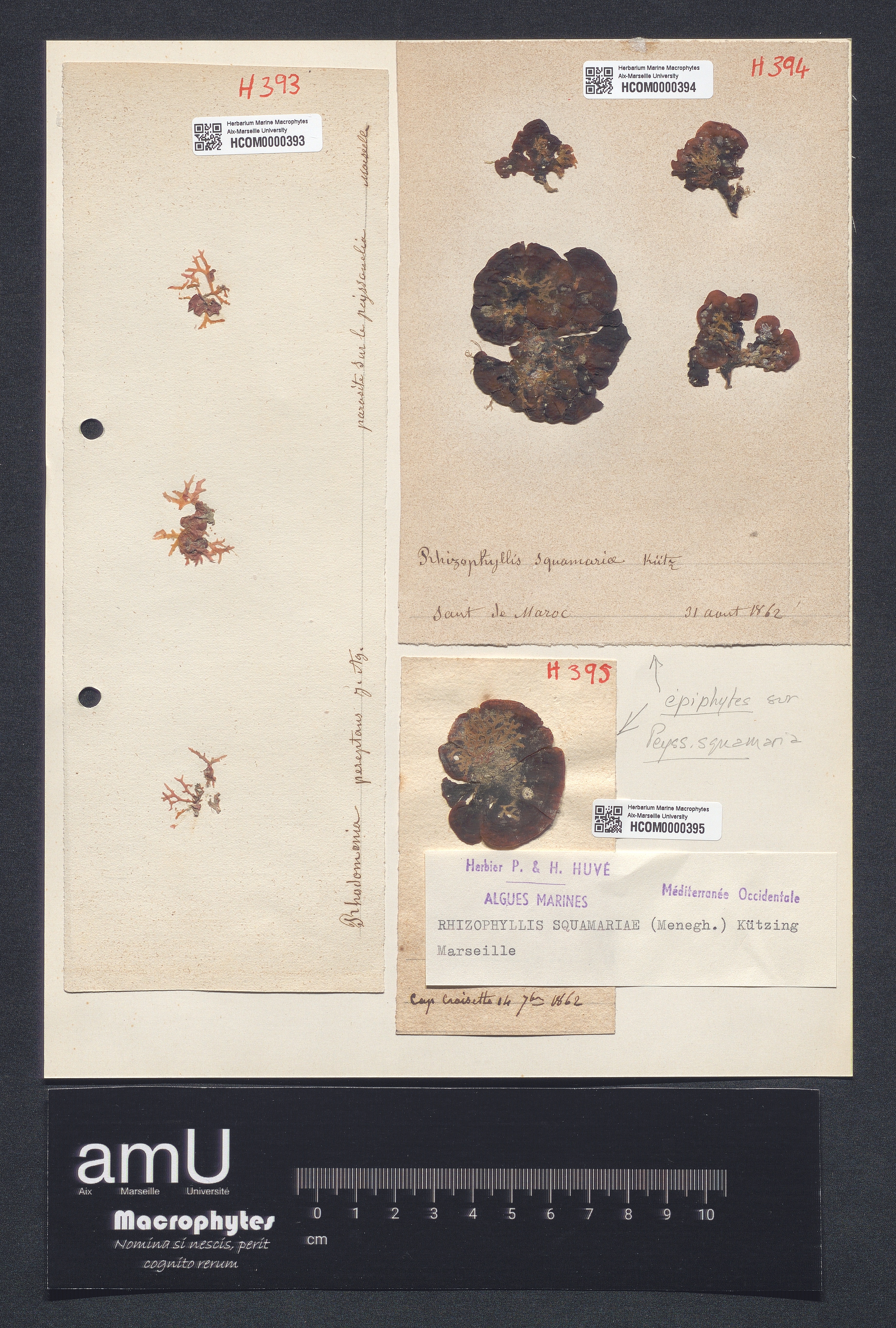 Rhizophyllis squamariae specimen