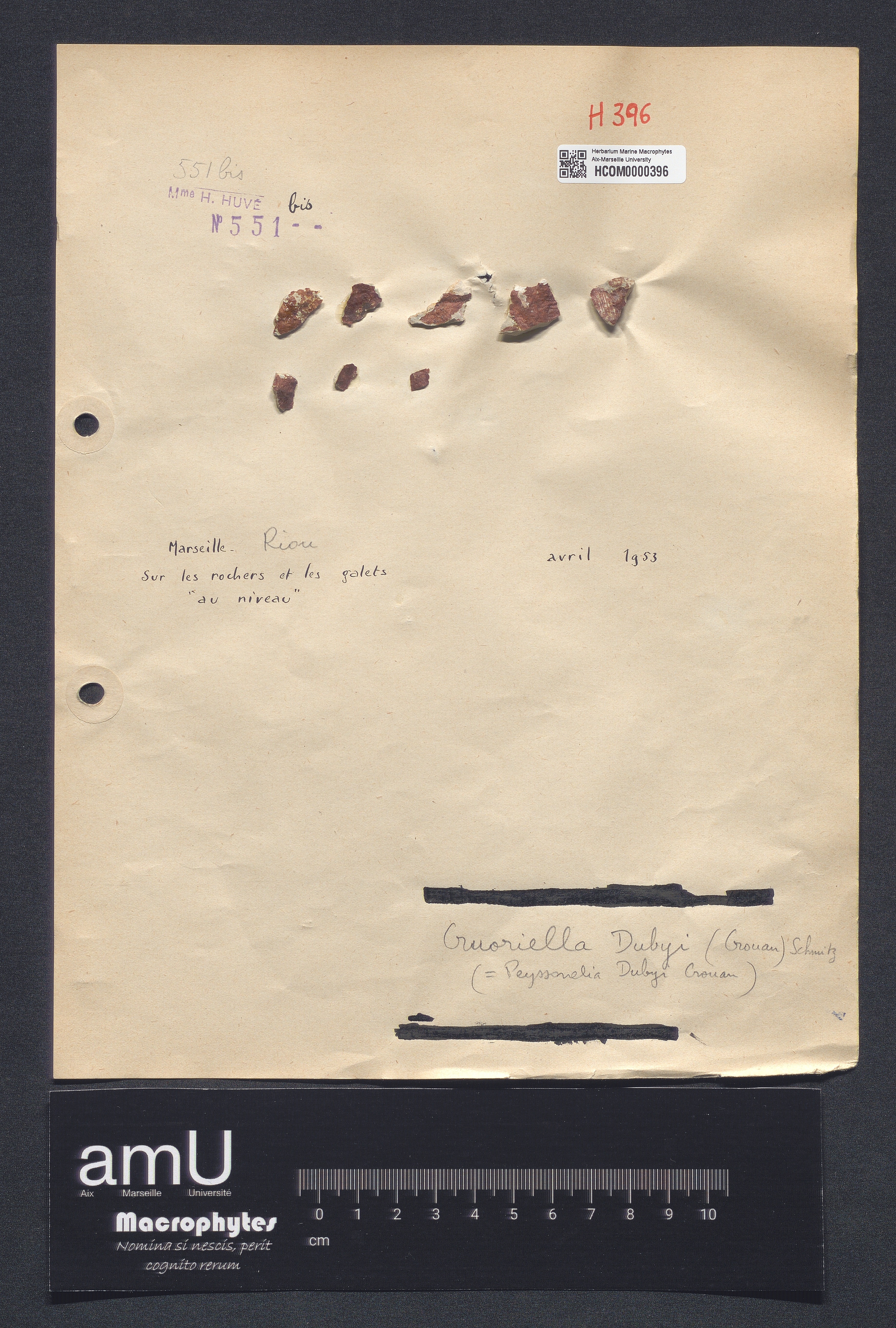Peyssonelia dubyi specimen