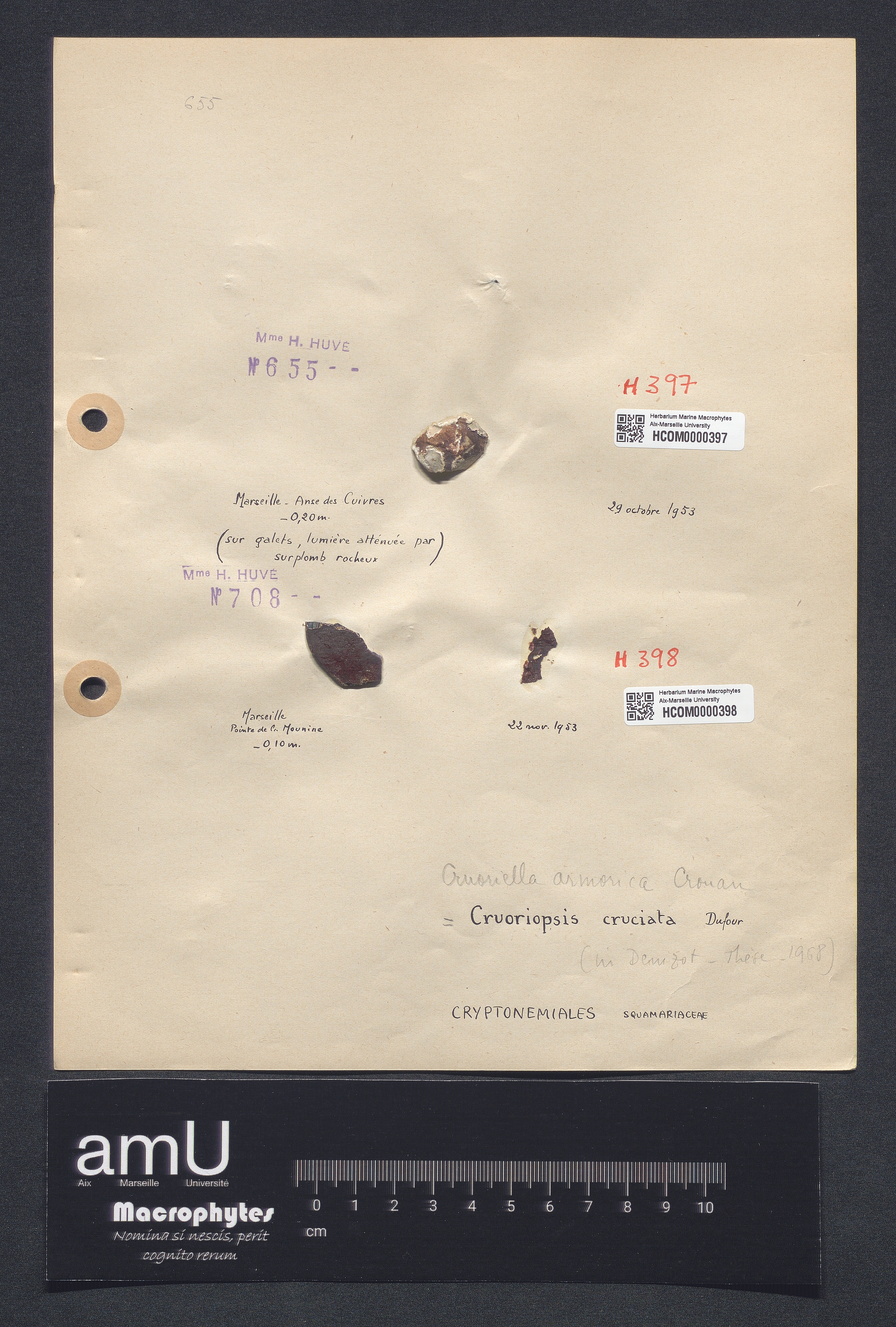 Cruoriopsis cruciata specimen