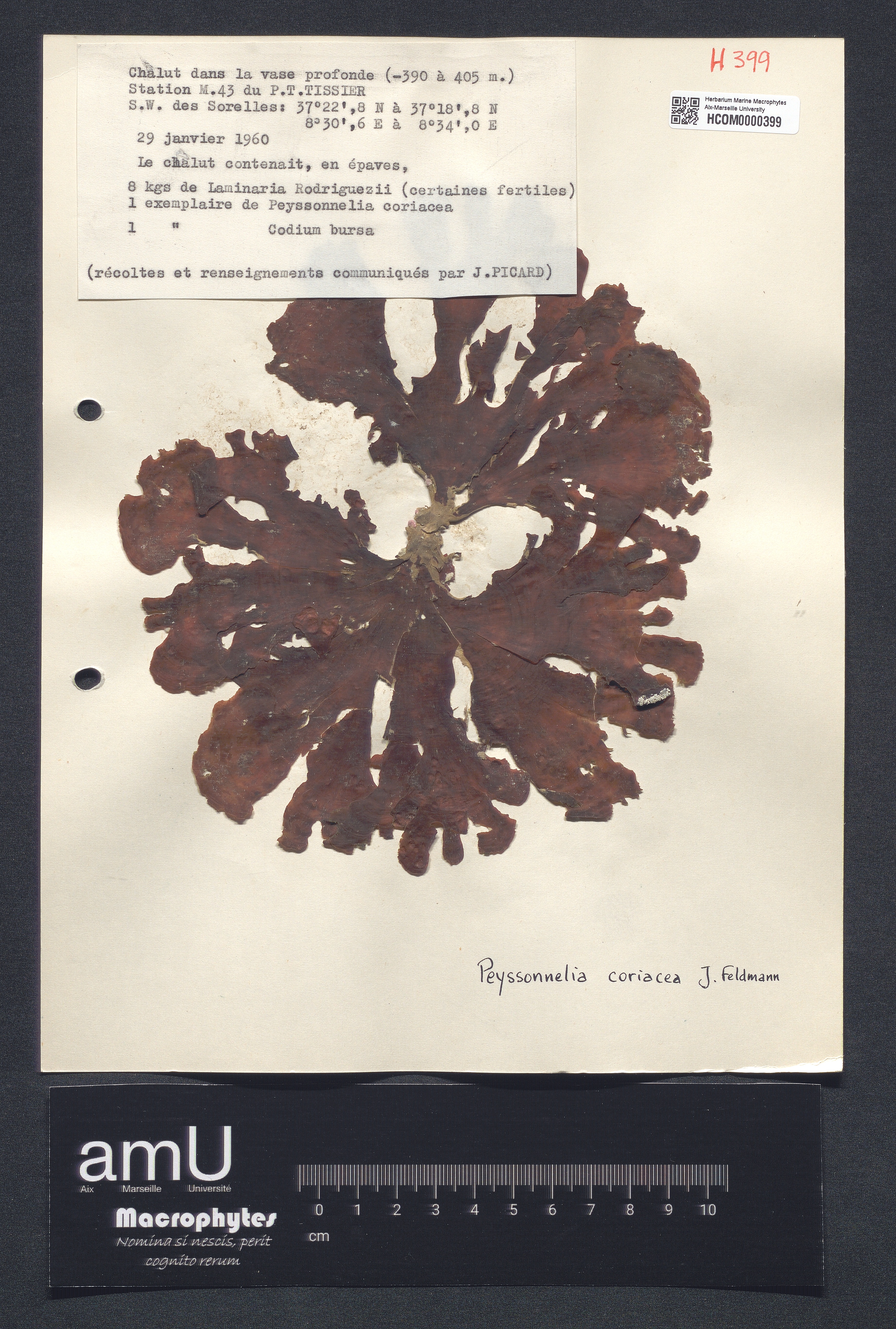 Peyssonelia coriacea specimen
