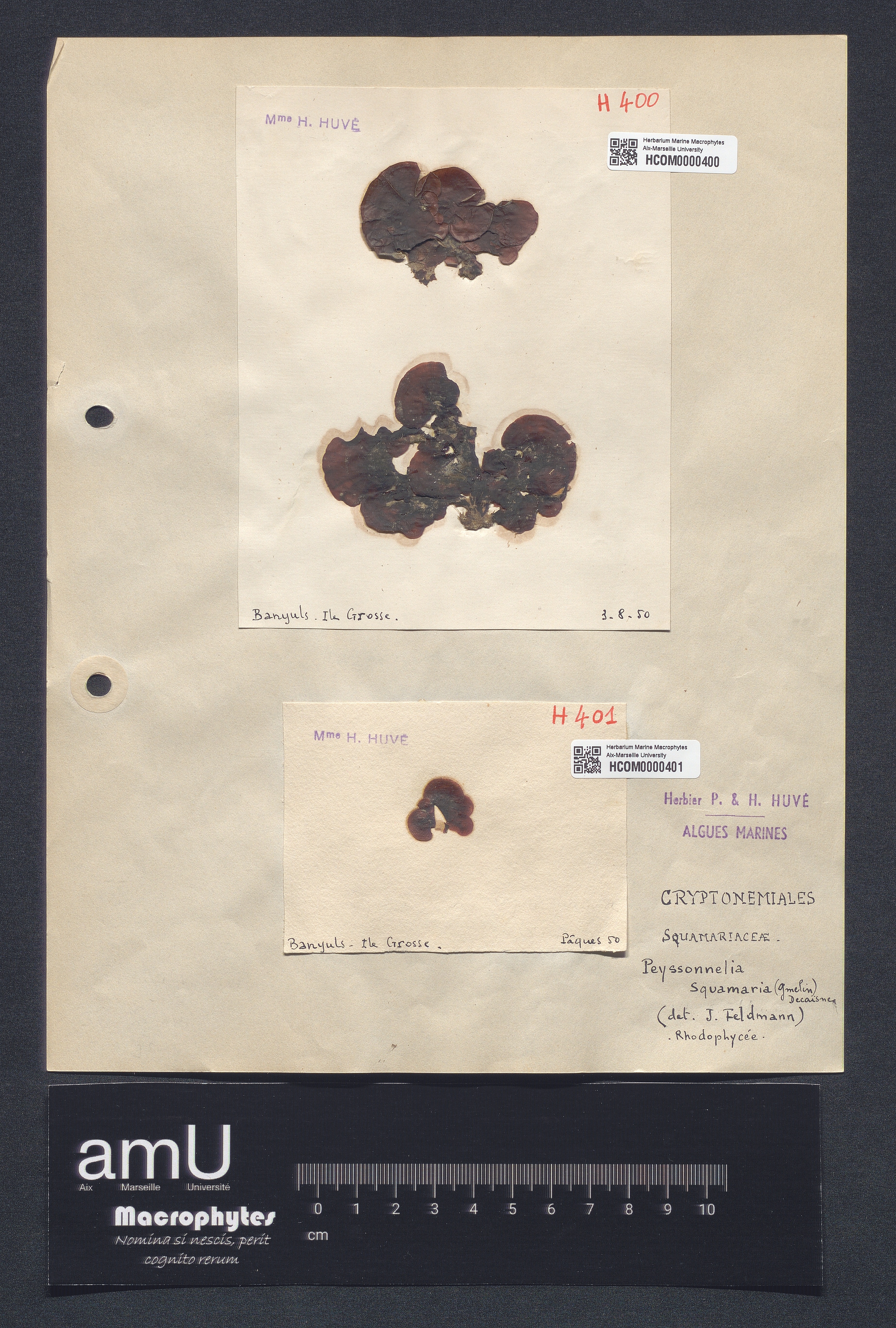 Peyssonelia squamaria specimen