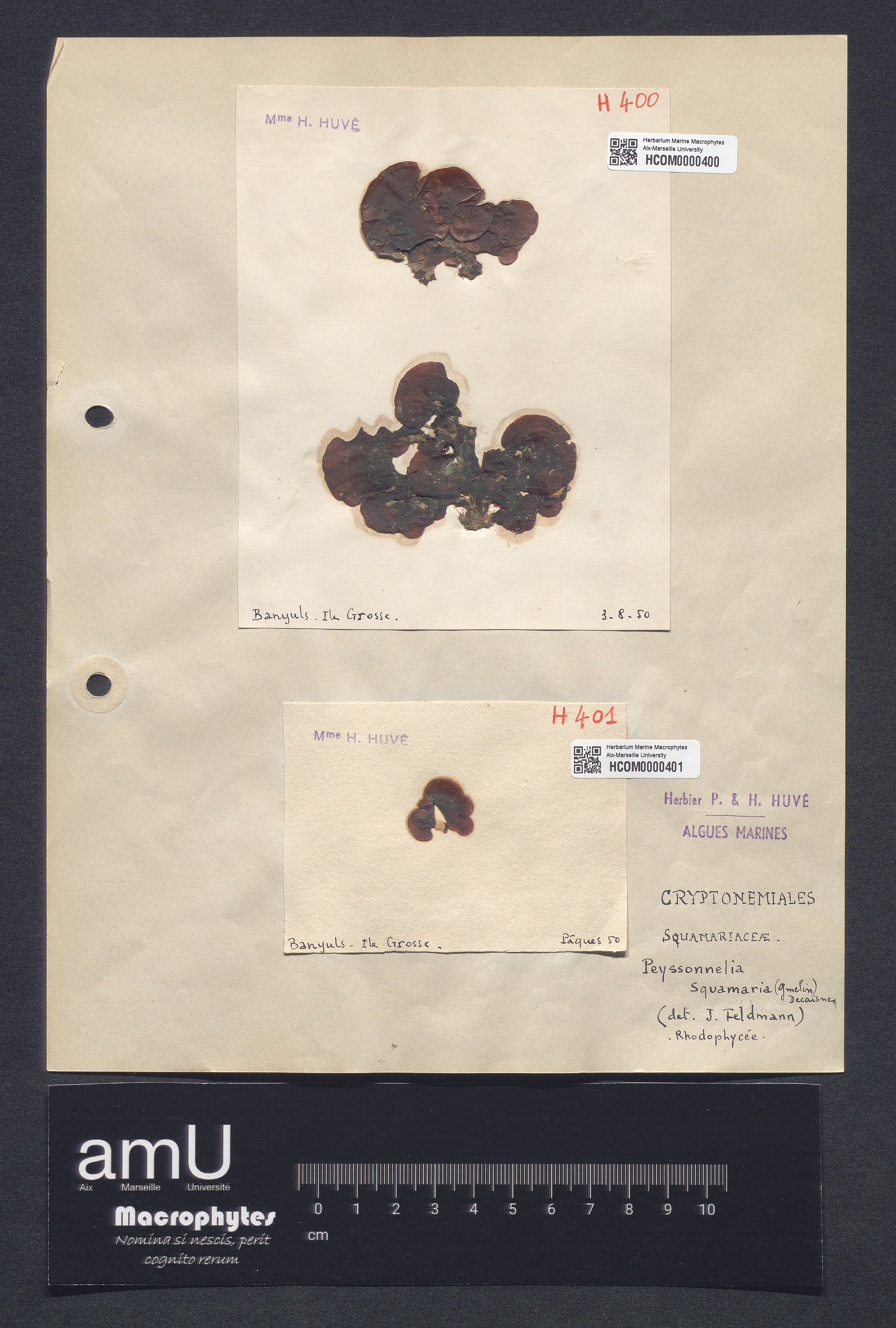 Peyssonelia squamaria specimen