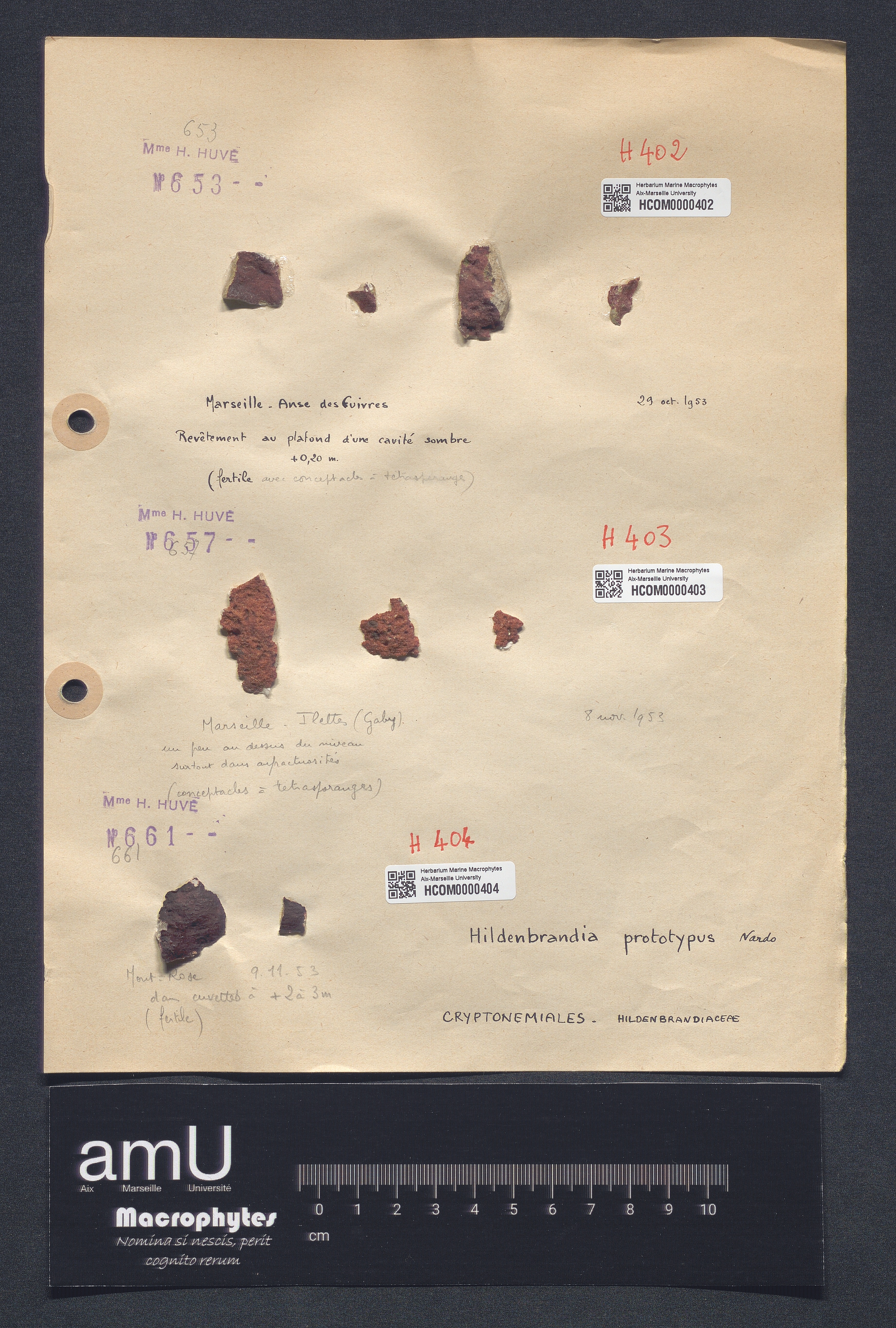 Hildenbrandia prototypus specimen