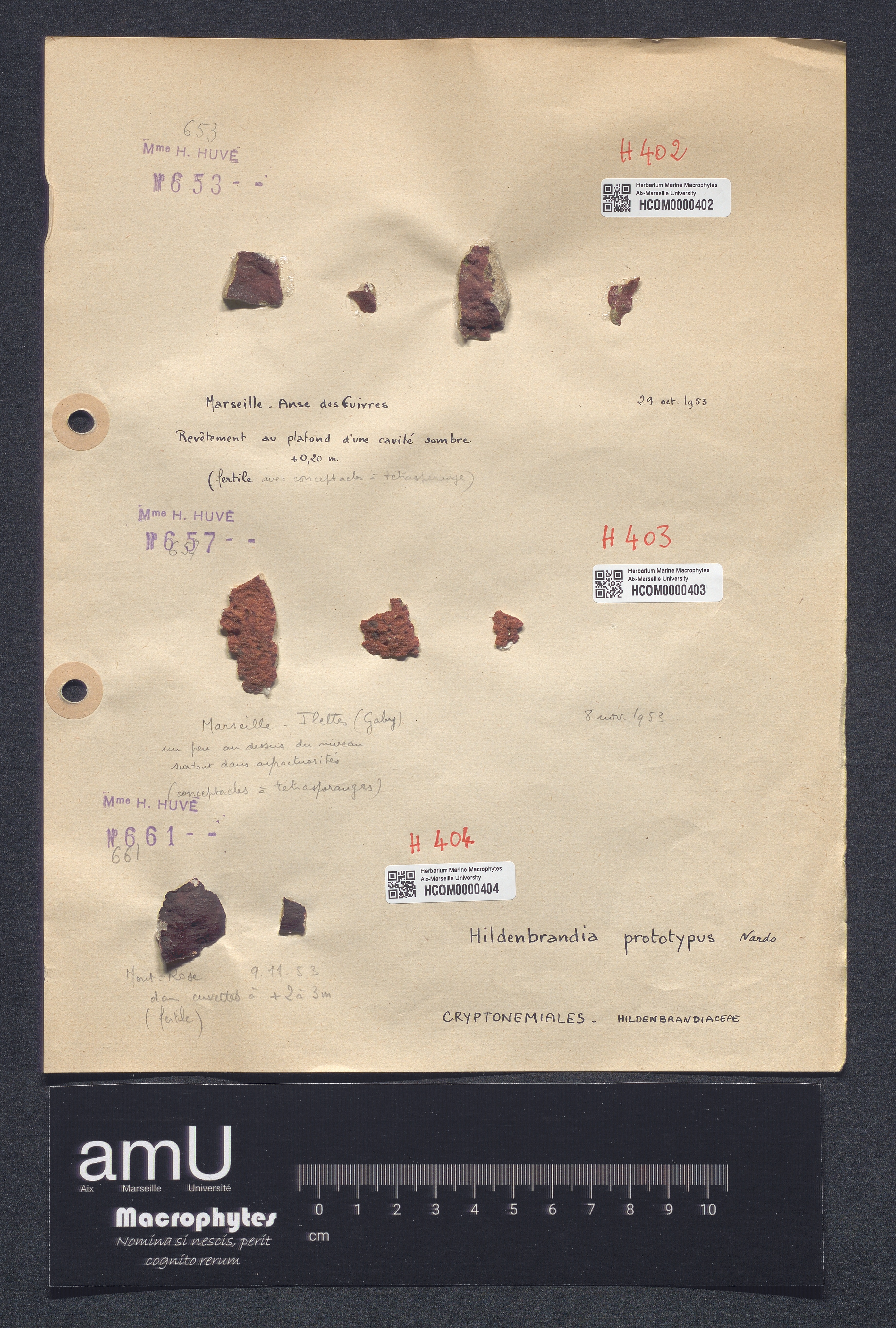 Hildenbrandia prototypus specimen