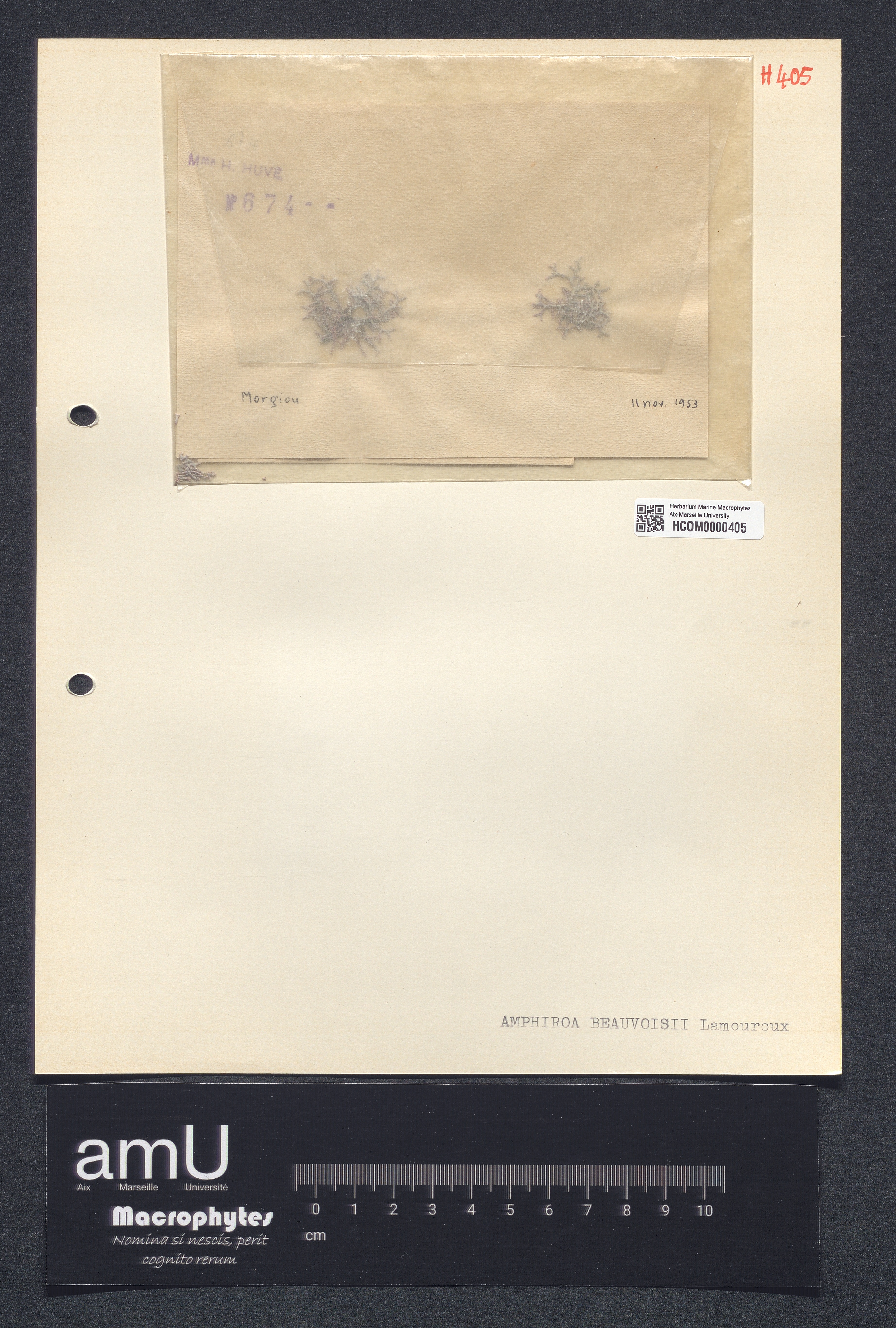 Amphiroa beauvoisii specimen